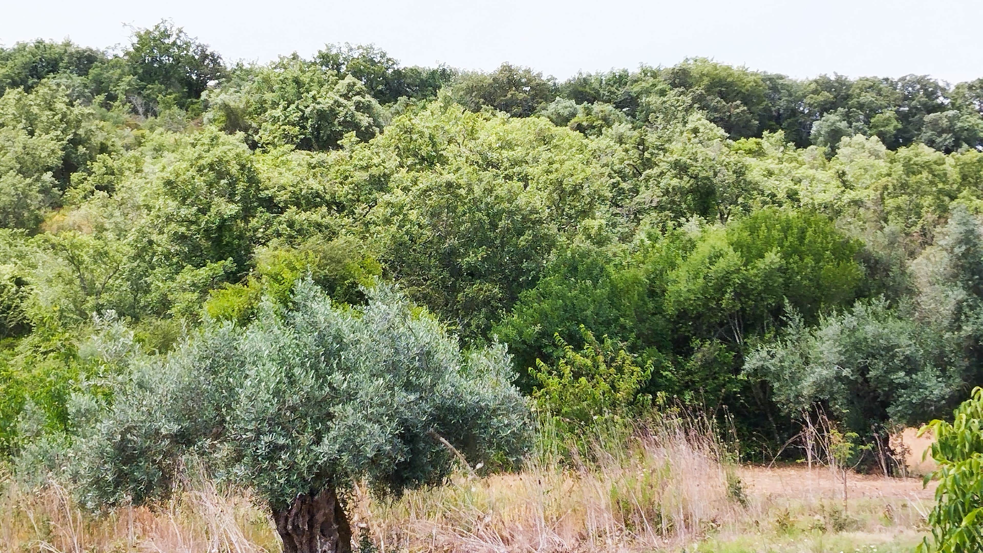Terreno · Ferreira do Zêzere, Santarém