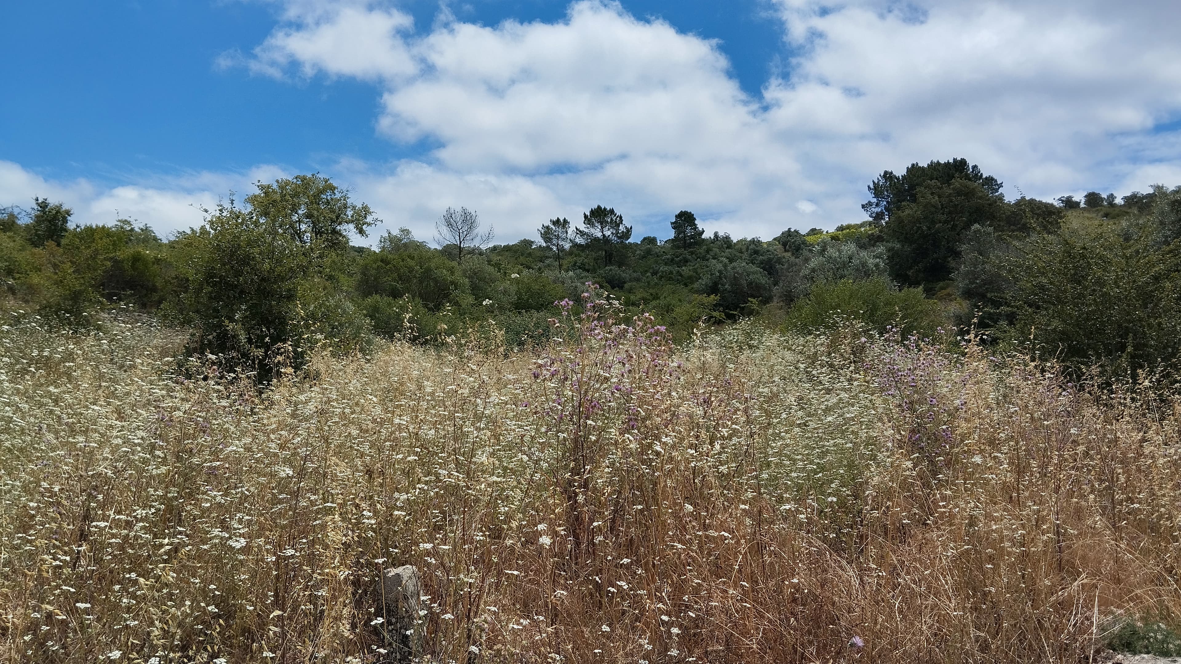 Terreno · Ferreira do Zêzere, Santarém — imagem 2