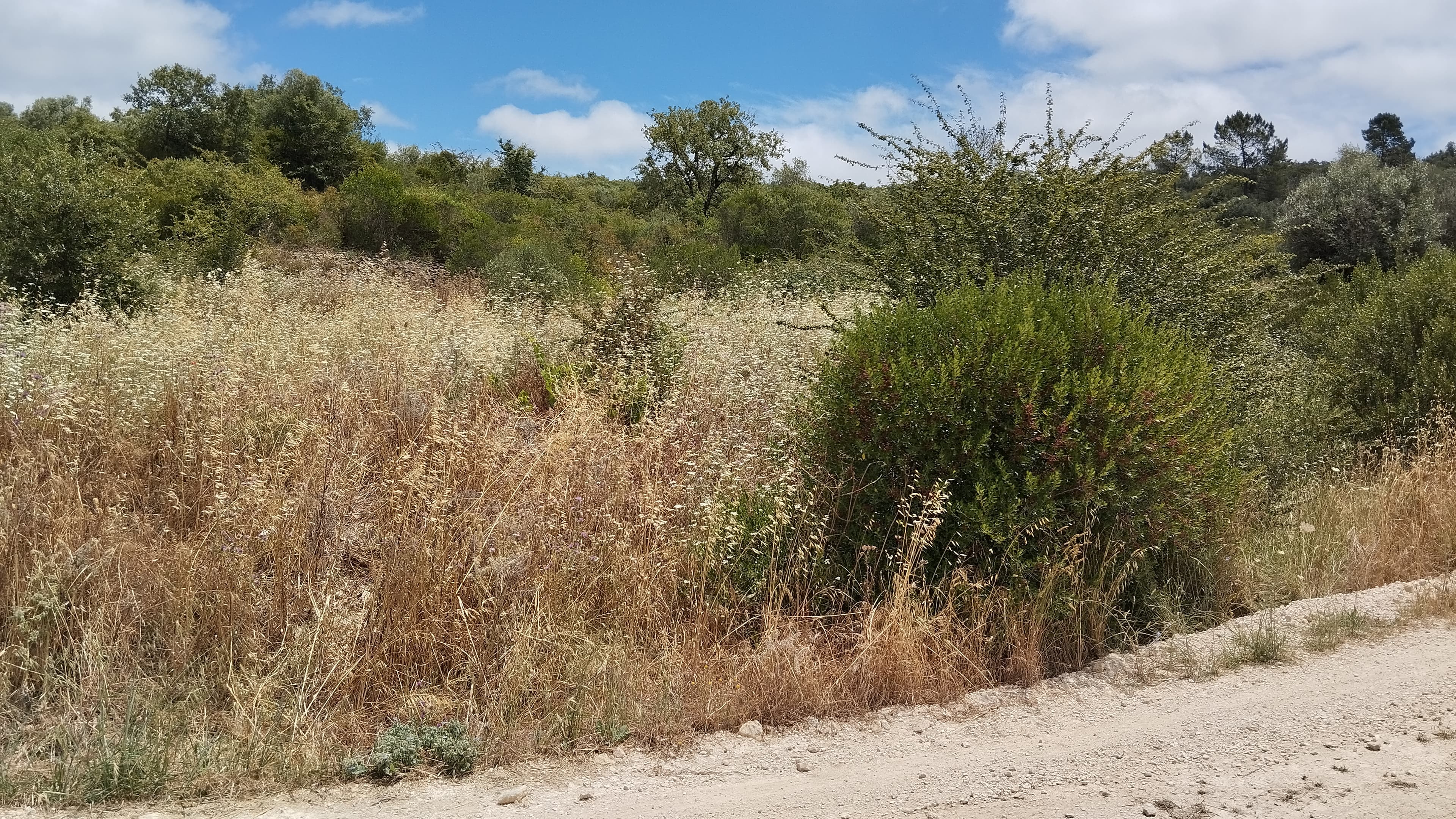 Terreno · Ferreira do Zêzere, Santarém — imagem 3
