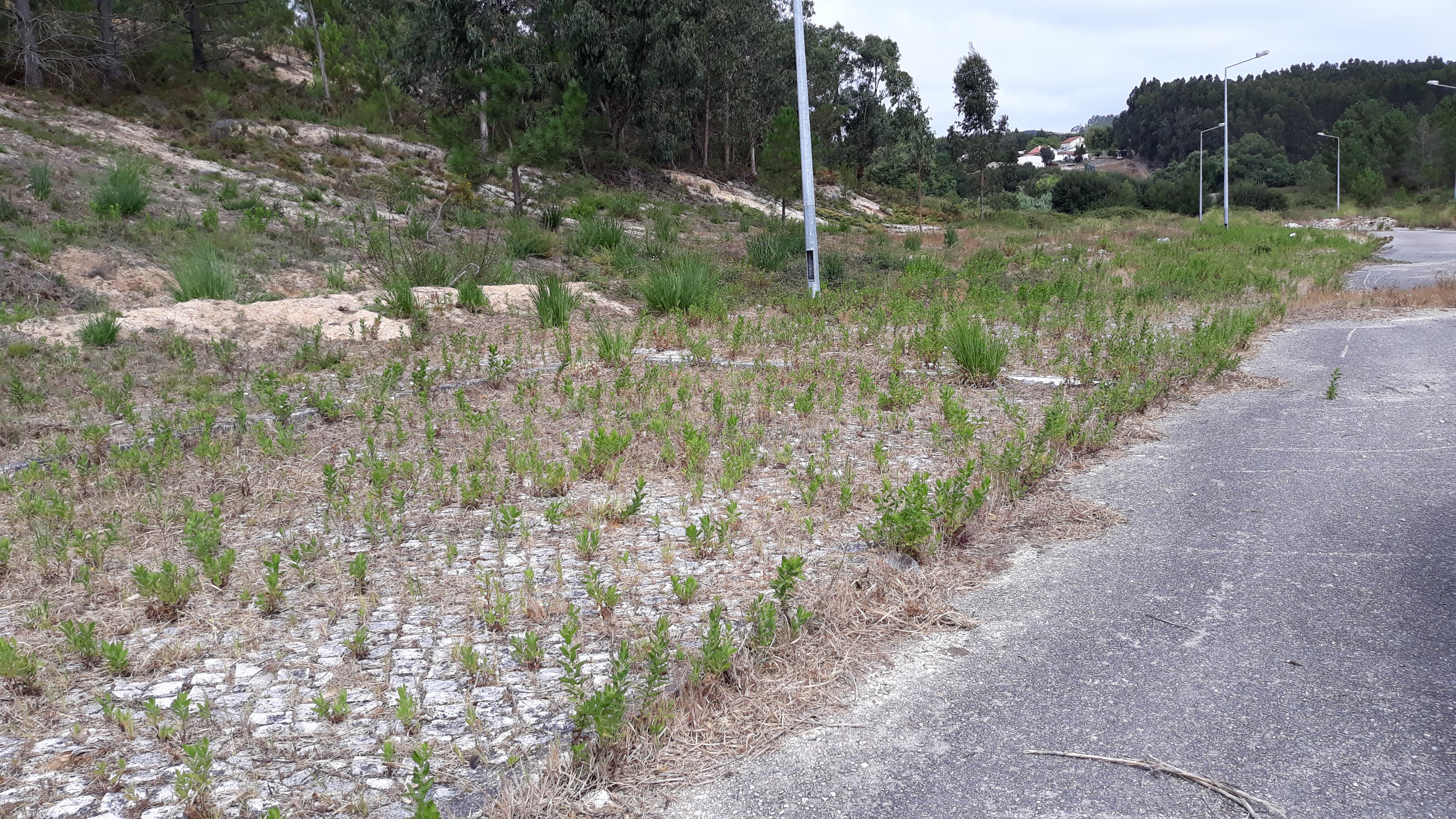 Lote para Construção · Torres Vedras — imagen 1
