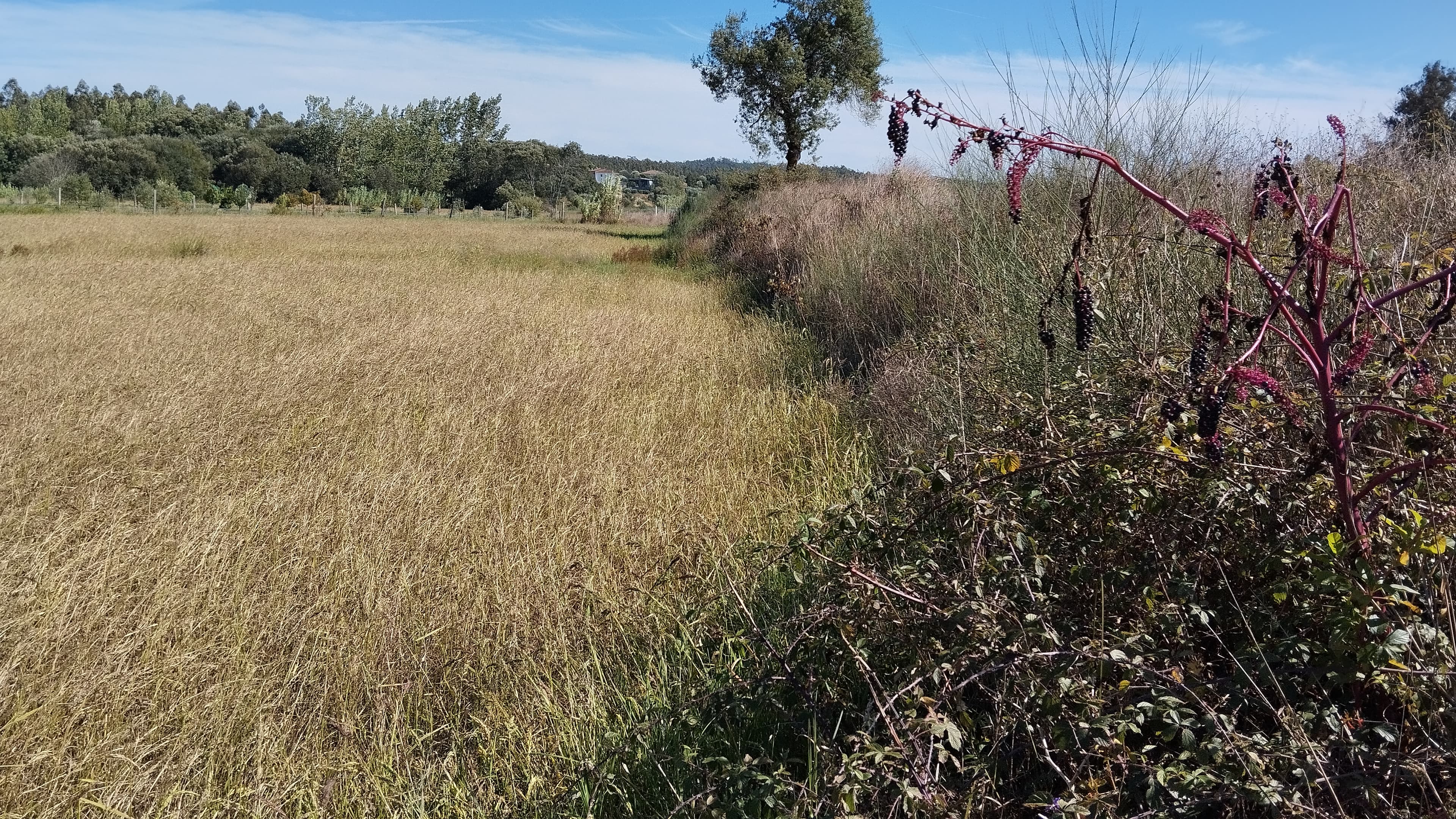 Terreno · Almagreira, Pombal — imagem 3