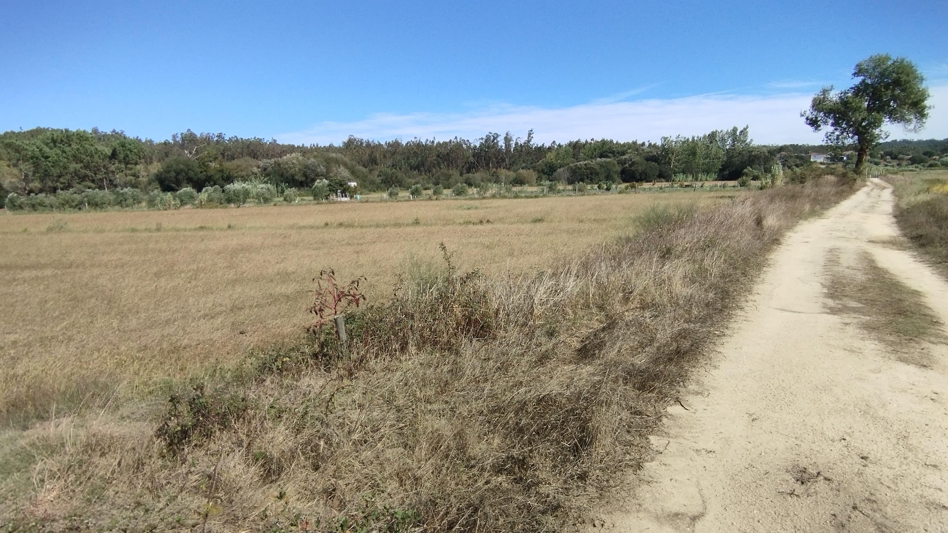 Terreno · Almagreira, Pombal — imagem 1