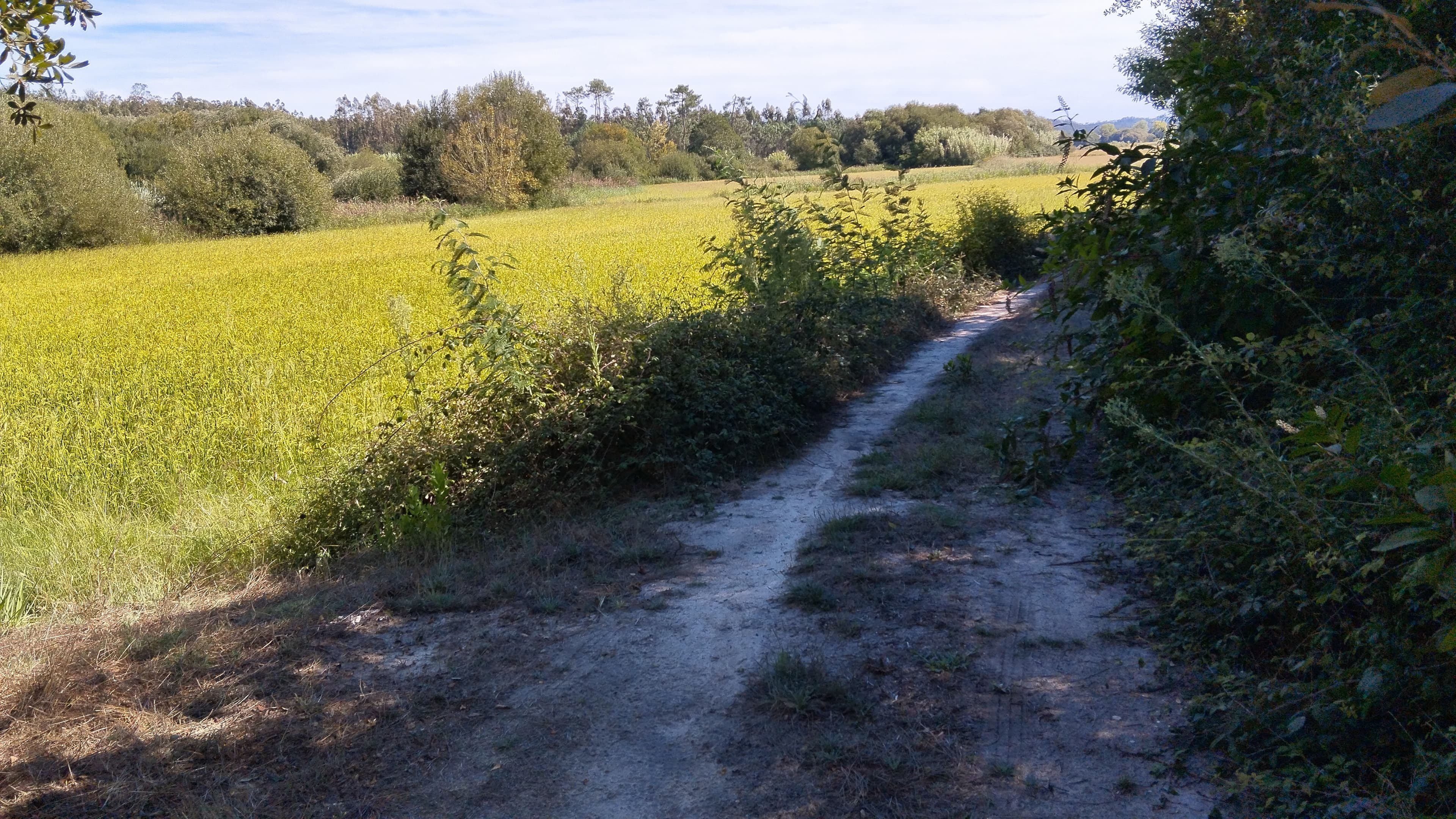 Terreno · Almagreira, Pombal — imagem 4