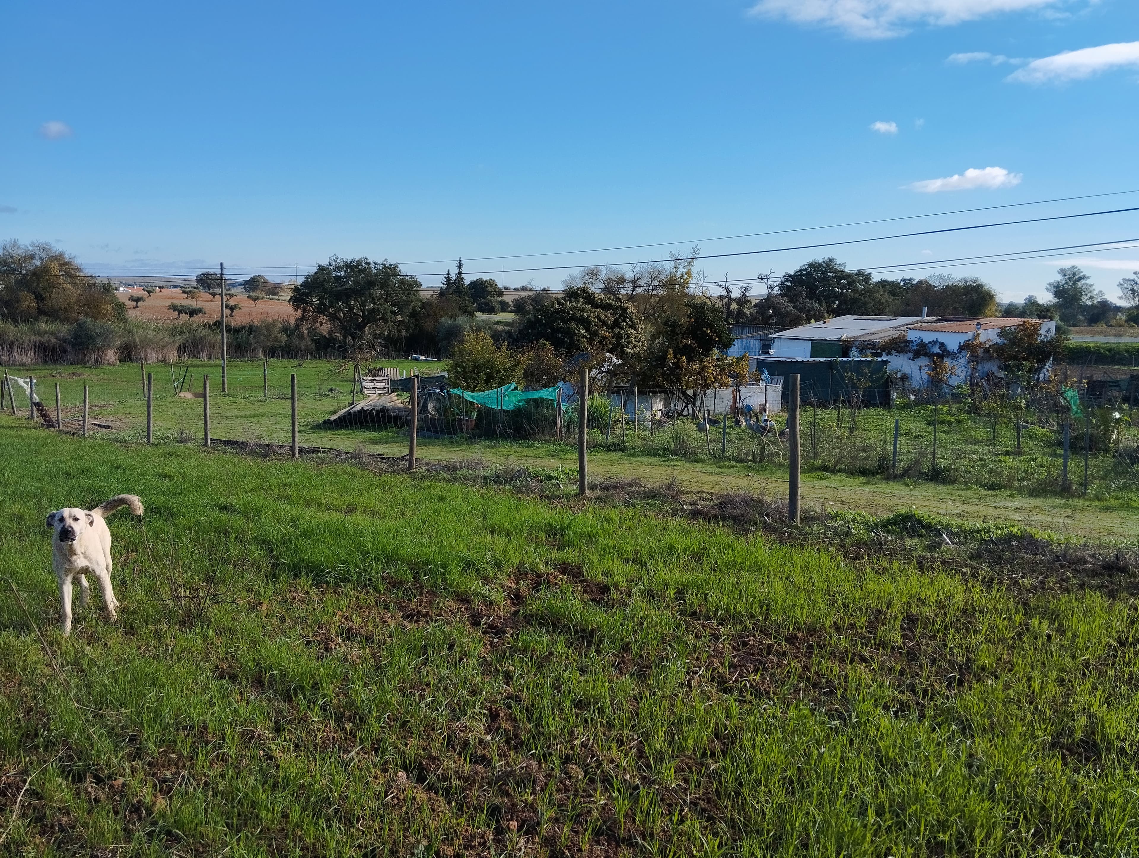 Terreno · Nossa Senhora das Neves, Beja — image 7