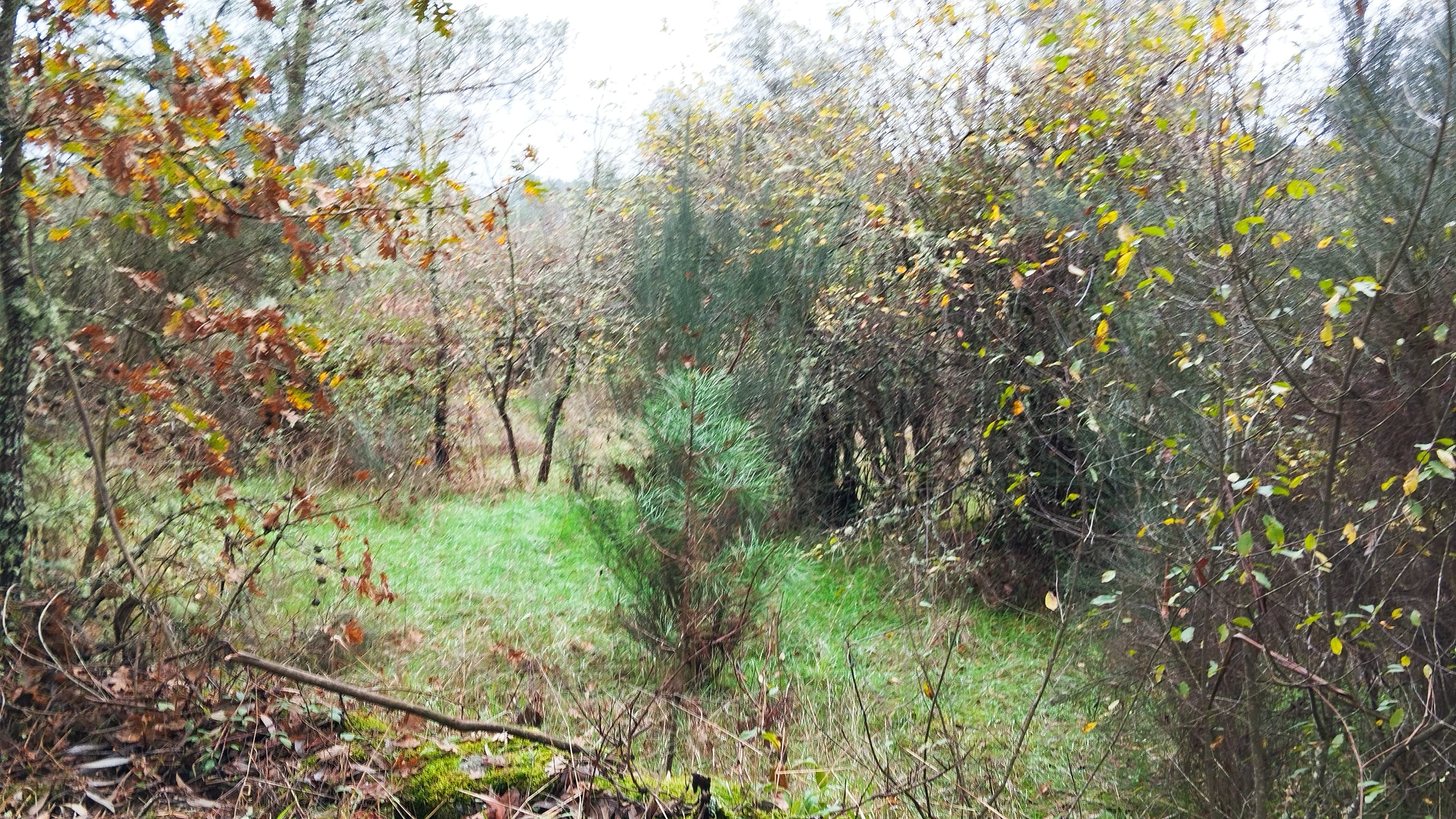 Terreno com 4.400 m² · Mangualde — image 7