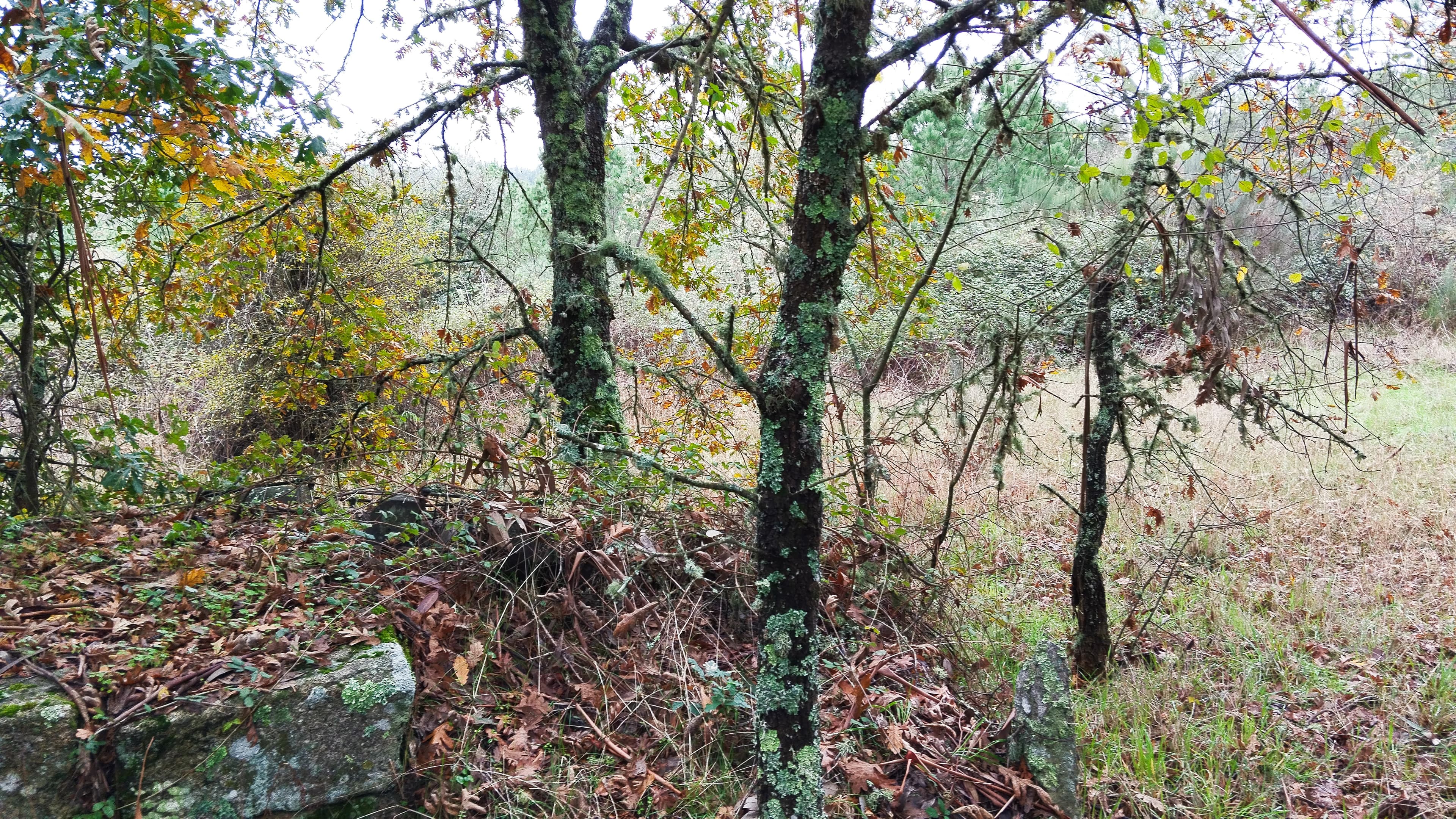 Terreno com 4.400 m² · Mangualde — image 6