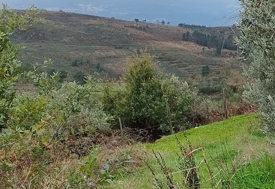 Terreno com 4.250 m² · Mangualde — imagem 2