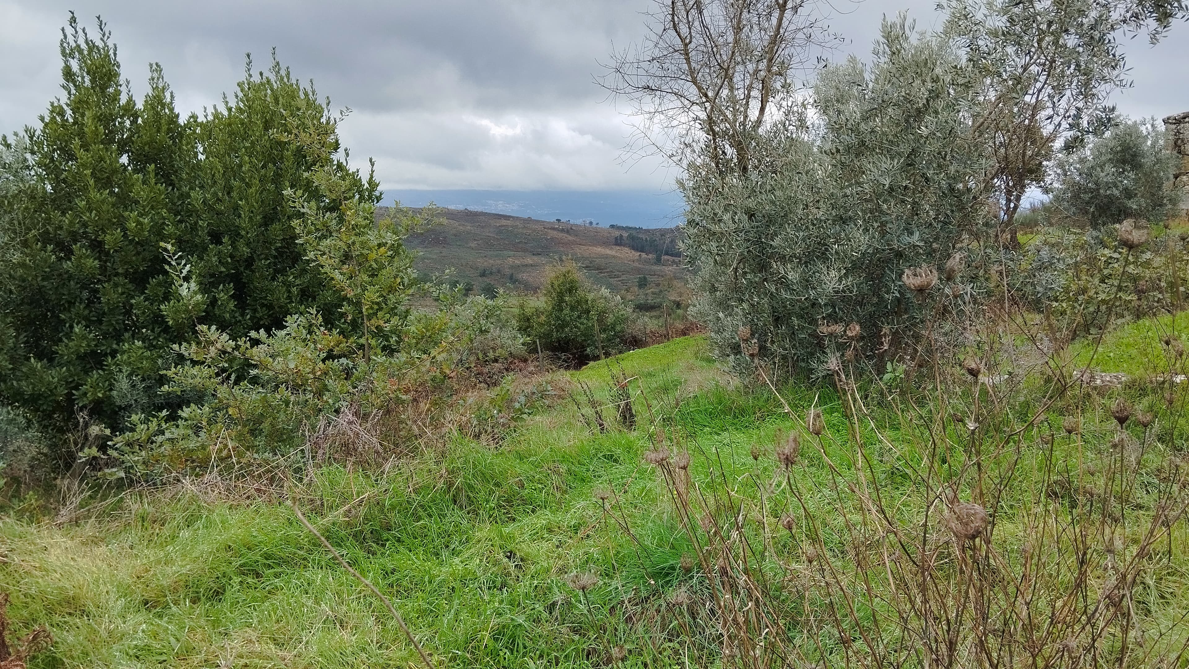 Terreno com 4.250 m² · Mangualde
