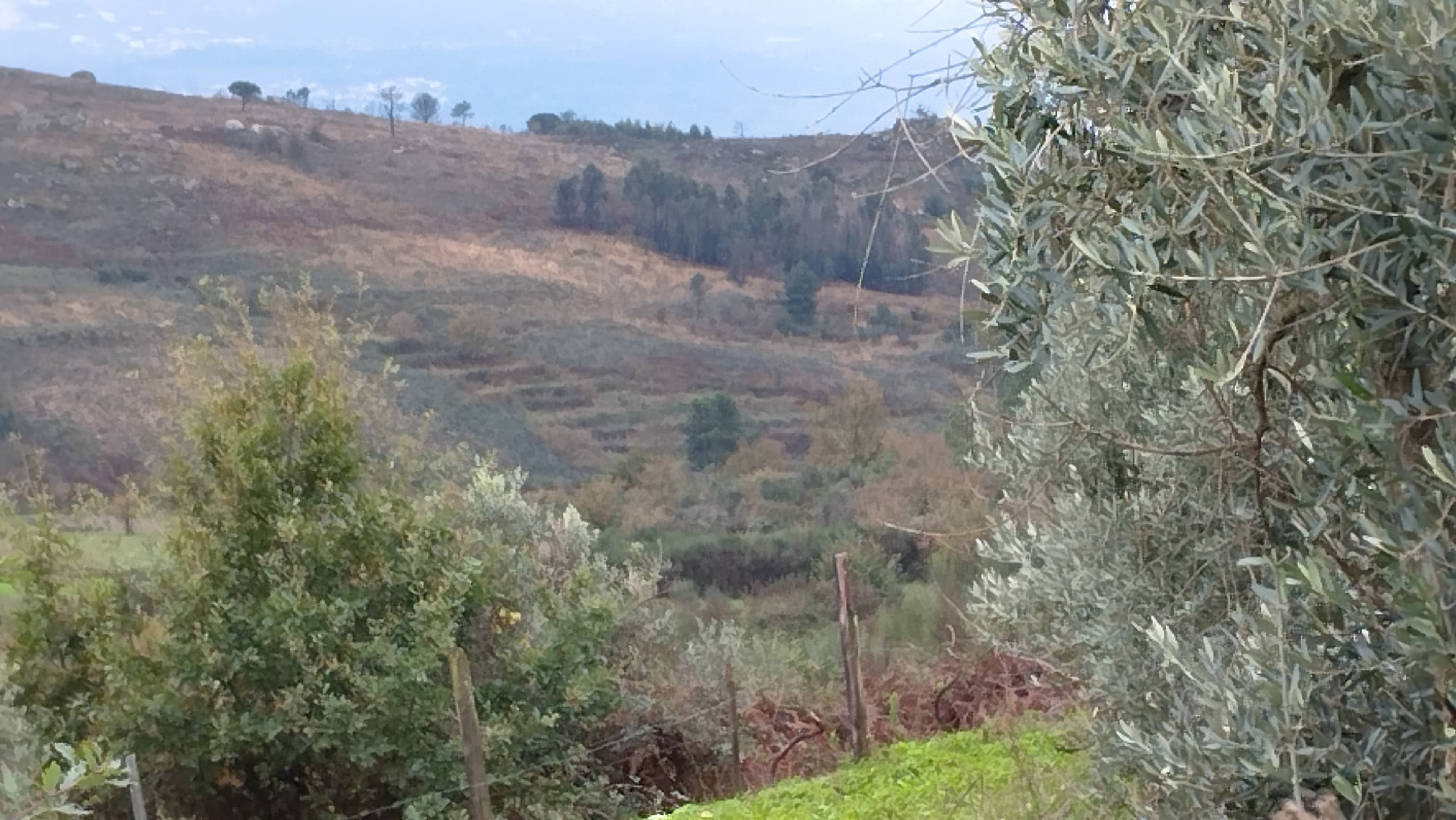 Terreno com 4.250 m² · Mangualde — imagem 3