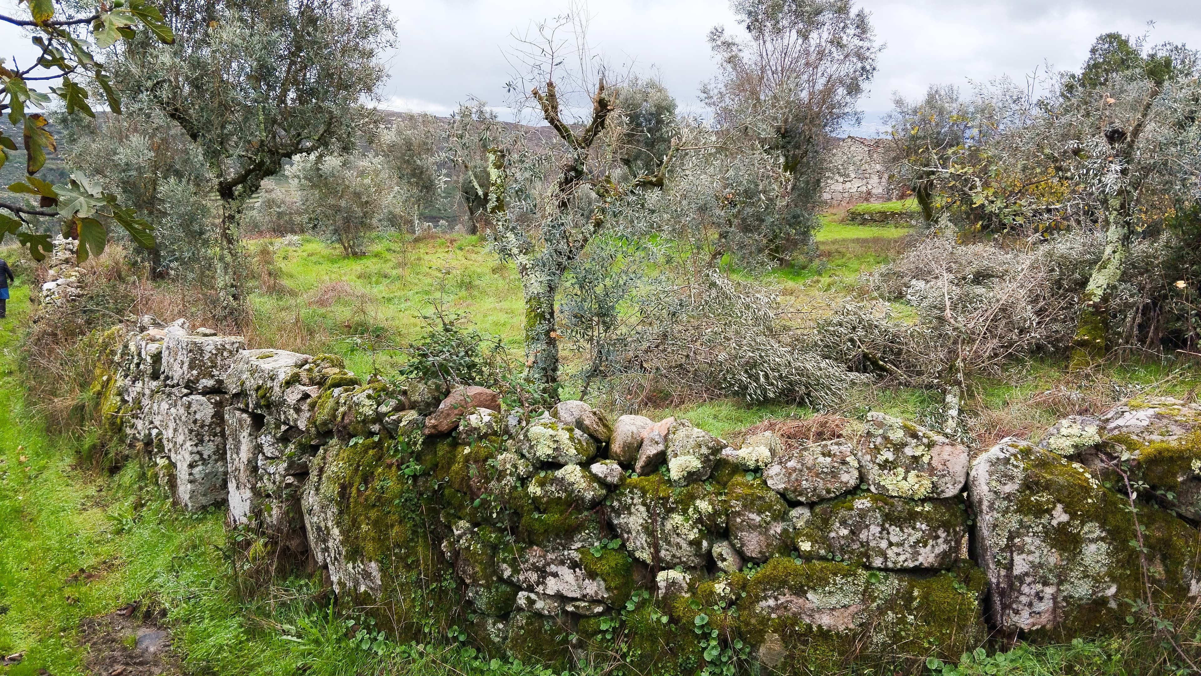 Terreno com 700 m² · Mangualde — image 6