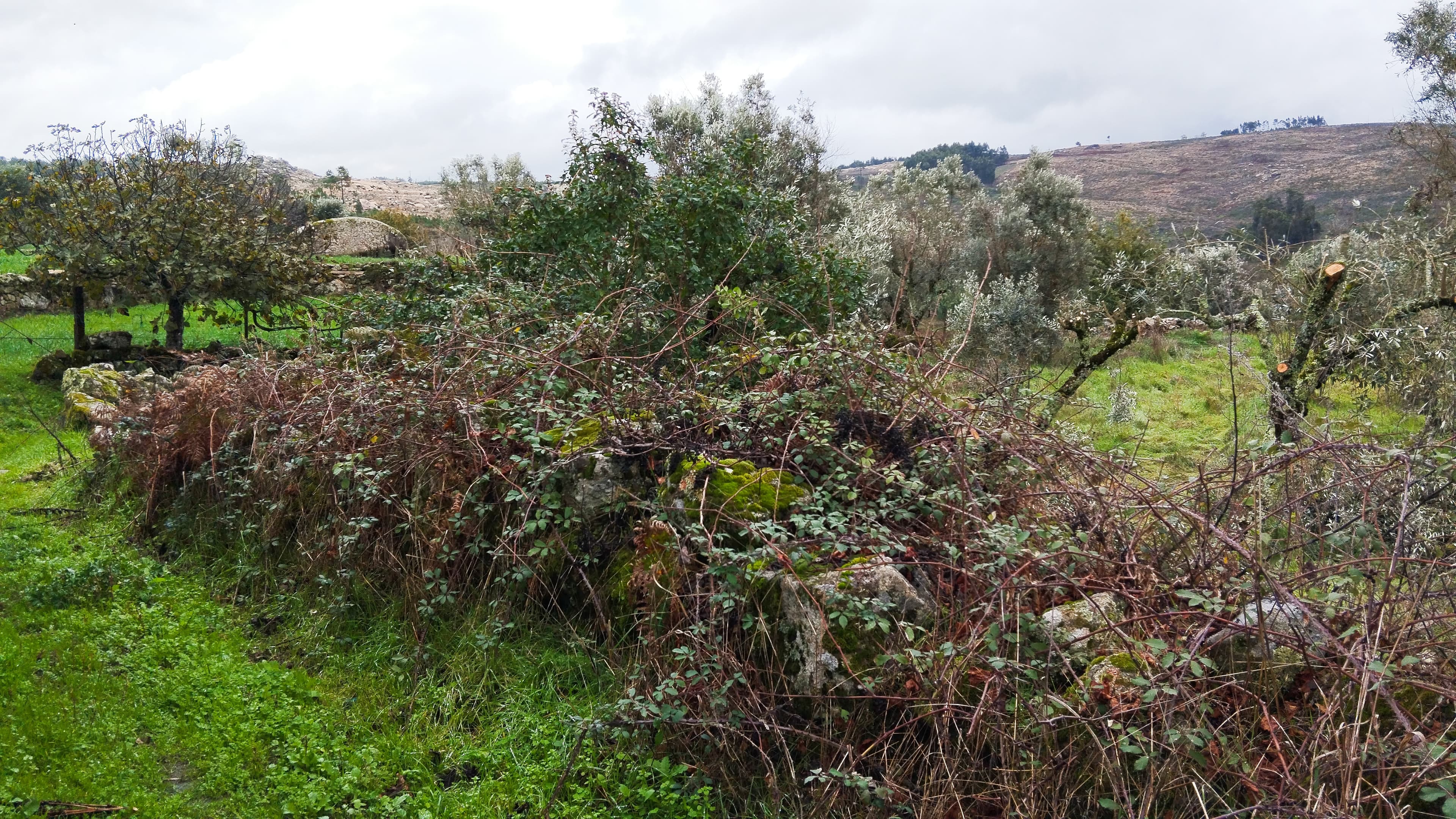 Terreno com 700 m² · Mangualde — image 4