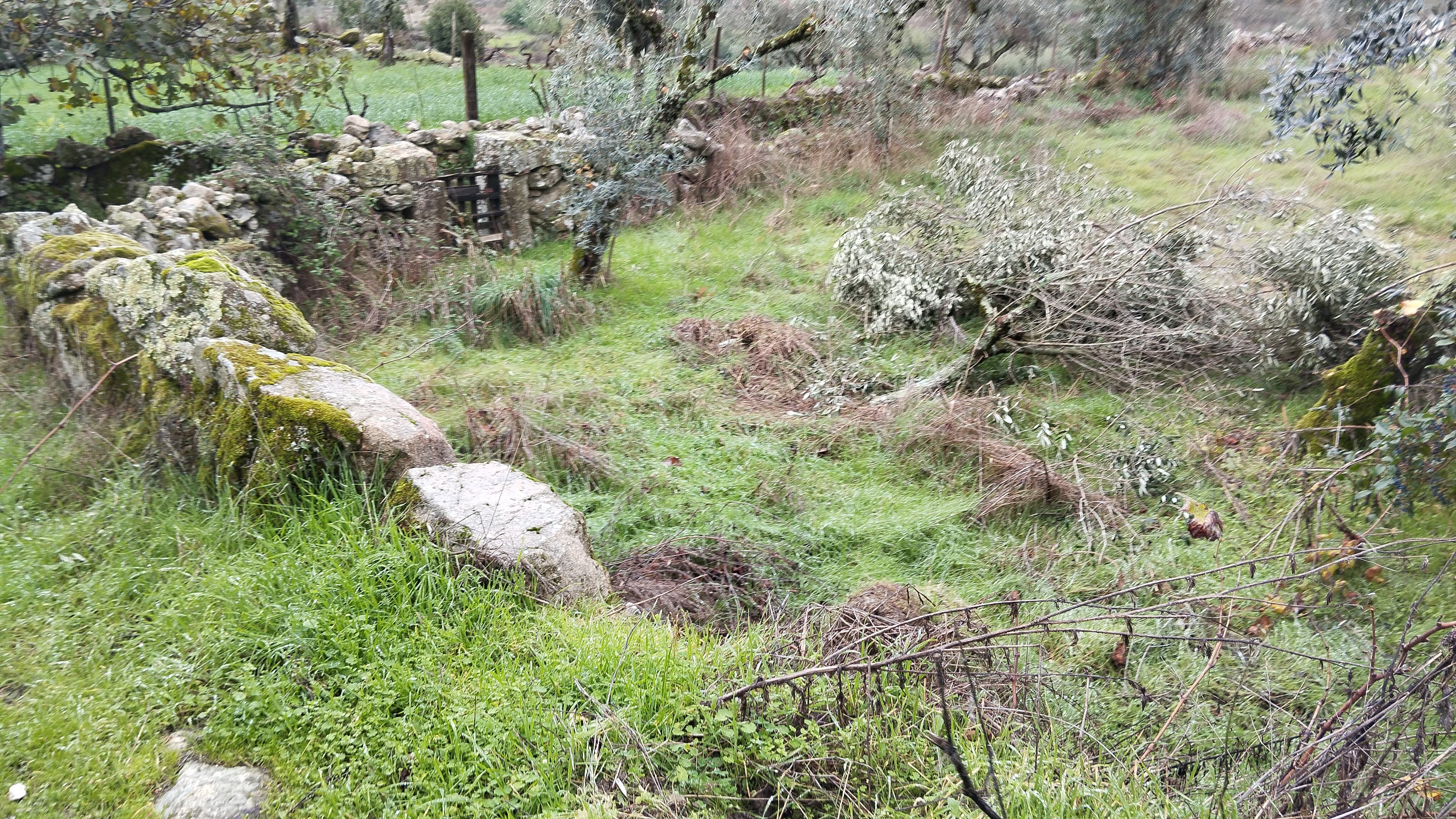 Terreno com 700 m² · Mangualde — image 5
