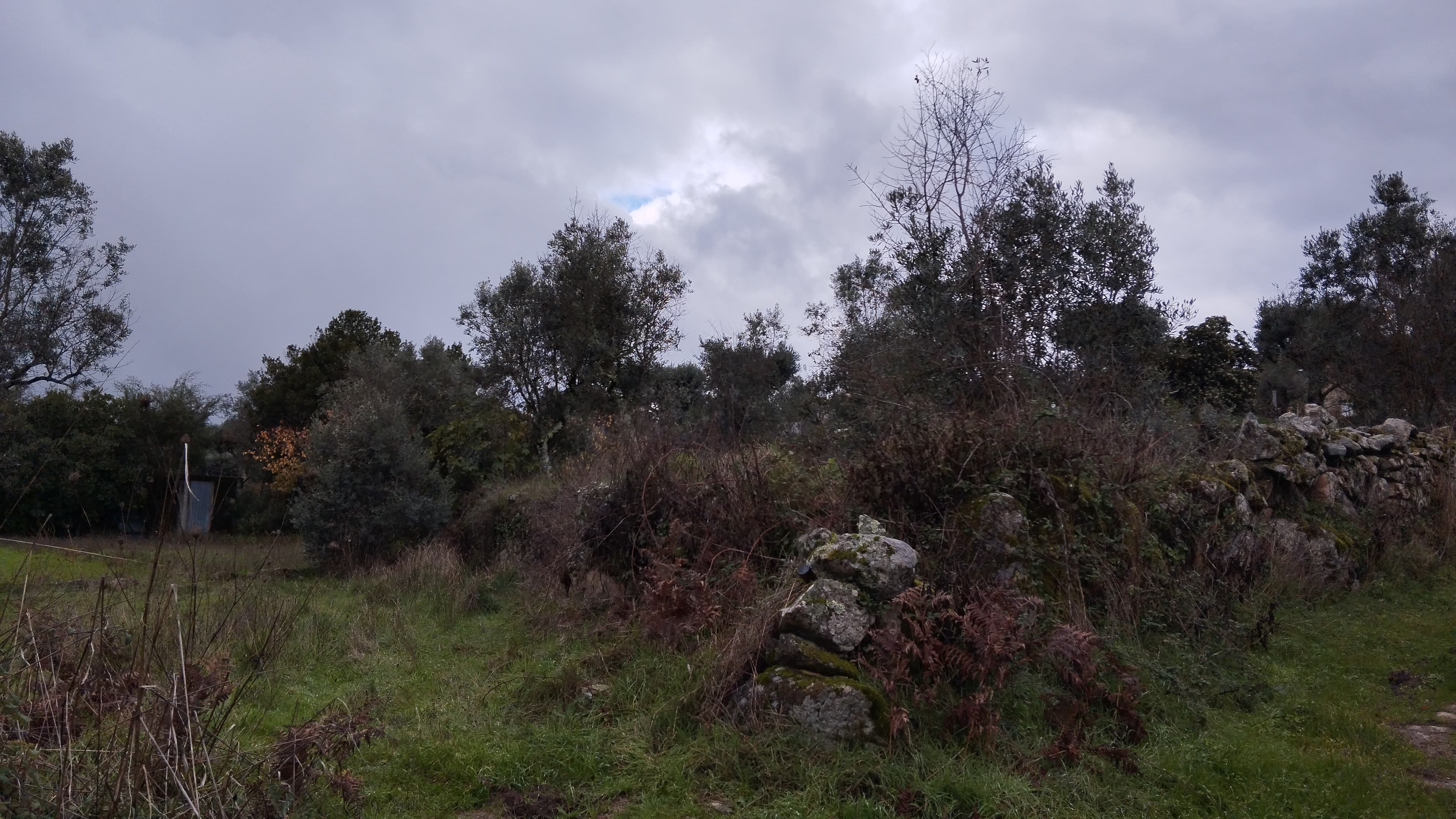 Terreno com 700 m² · Mangualde — image 9