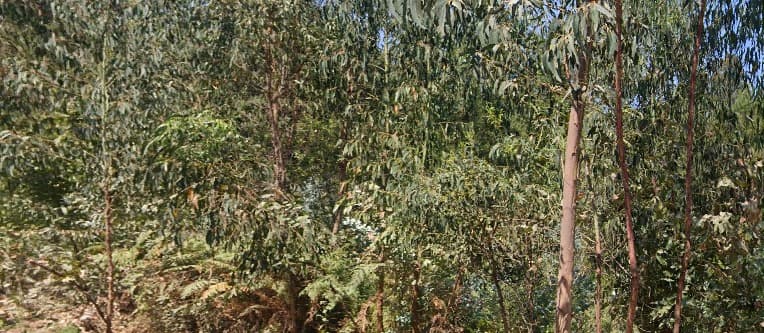 Terreno com 660 m² · Vila Nova de Poiares — image 3