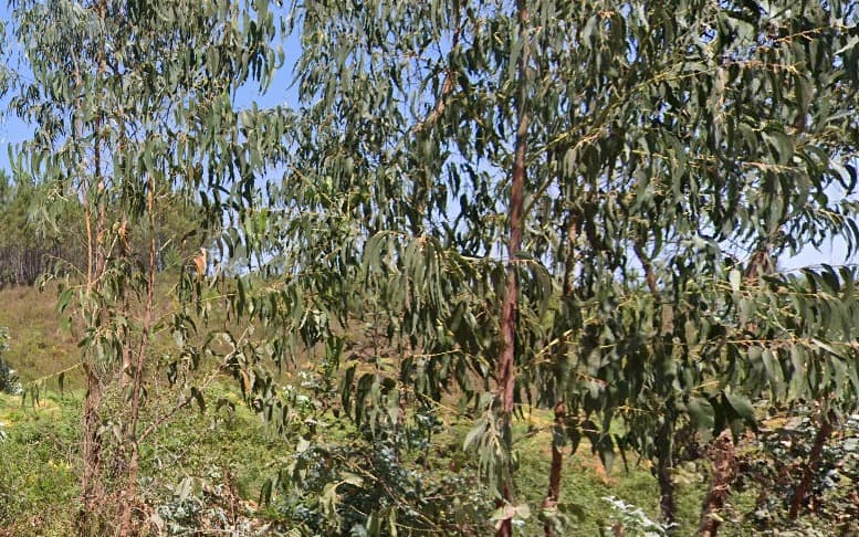 Terreno com 660 m² · Vila Nova de Poiares — image 2