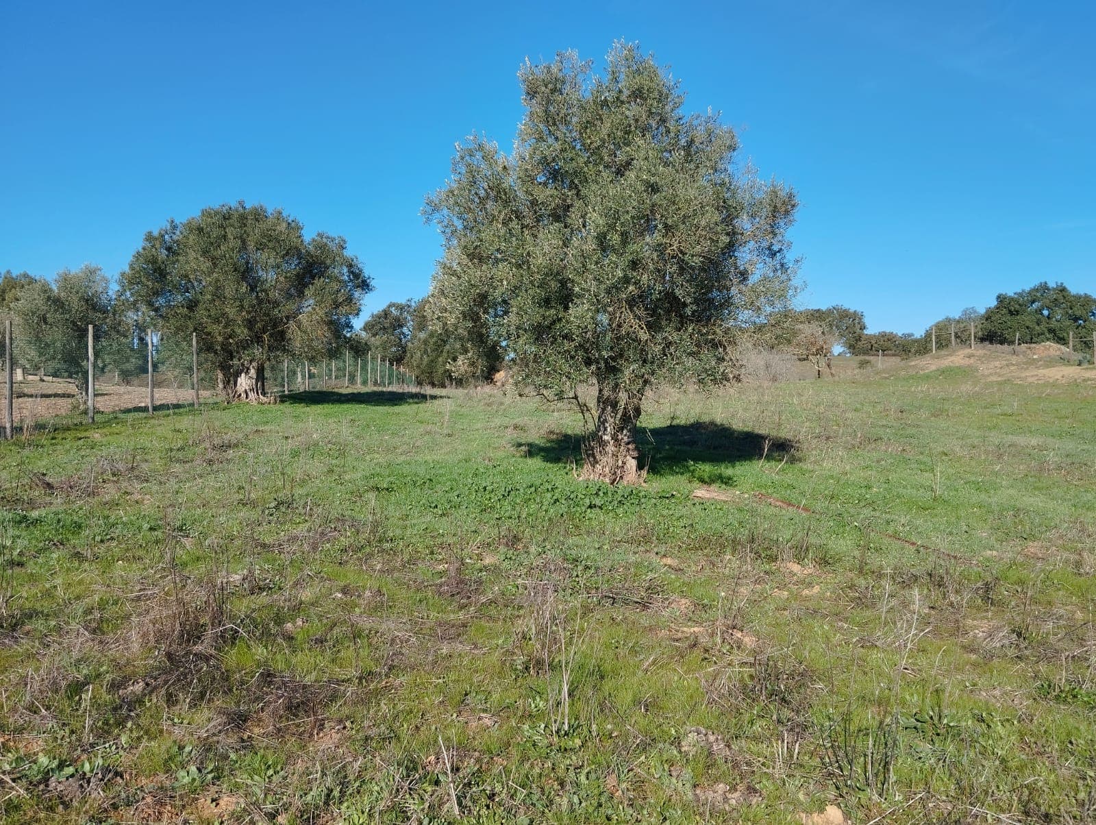 Terreno com 1,3 hectares · Garvão, Ourique — image 3