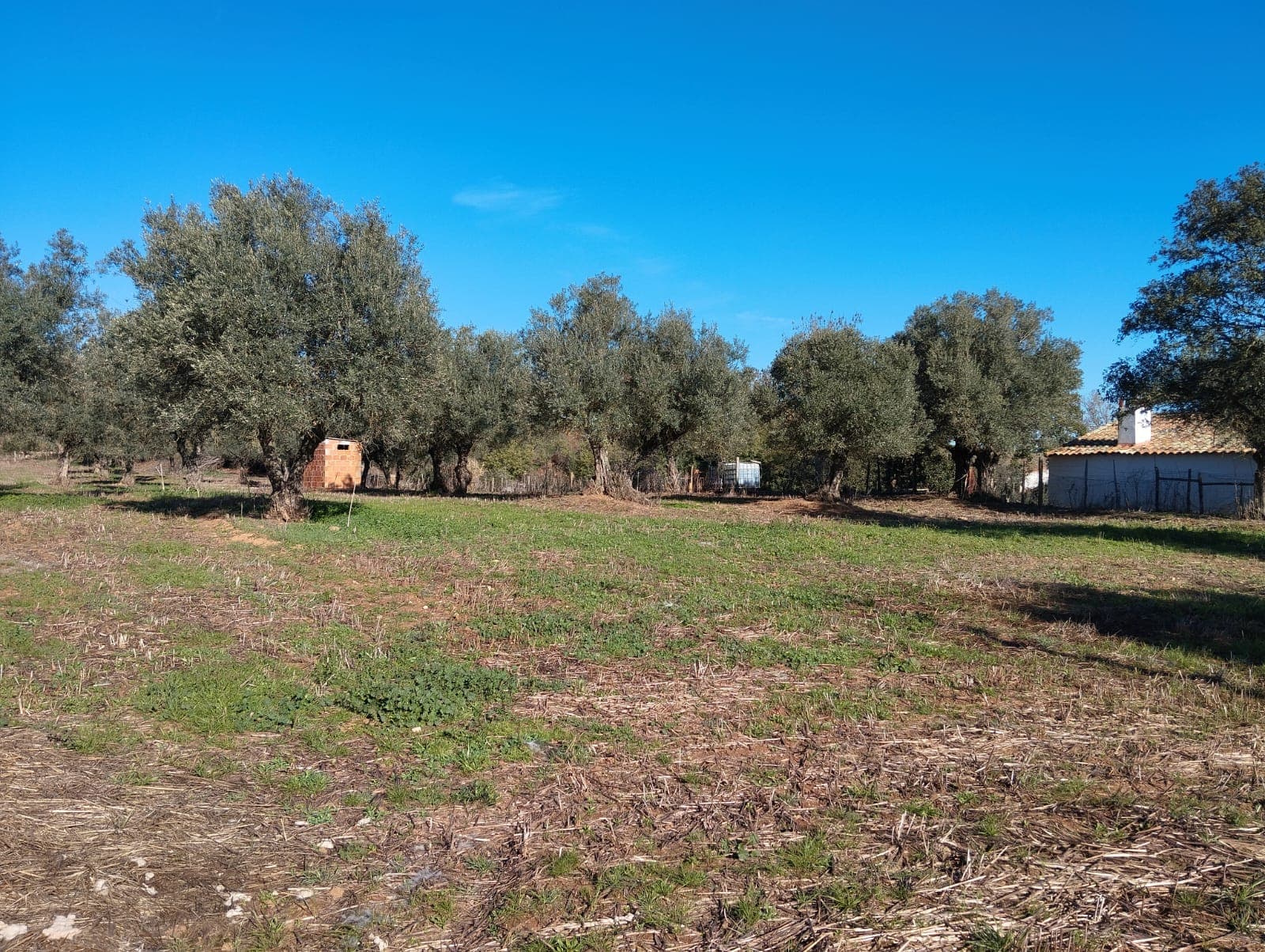 Terreno com 1,3 hectares · Garvão, Ourique — image 5
