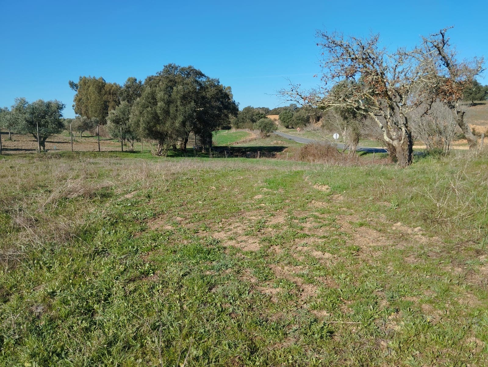 Terreno com 1,3 hectares · Garvão, Ourique — image 4