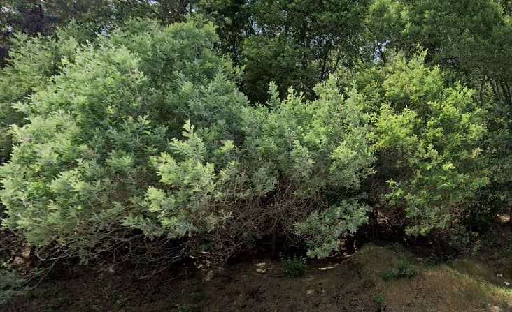 Terrenos · Silvares, Fundão — imagem 1
