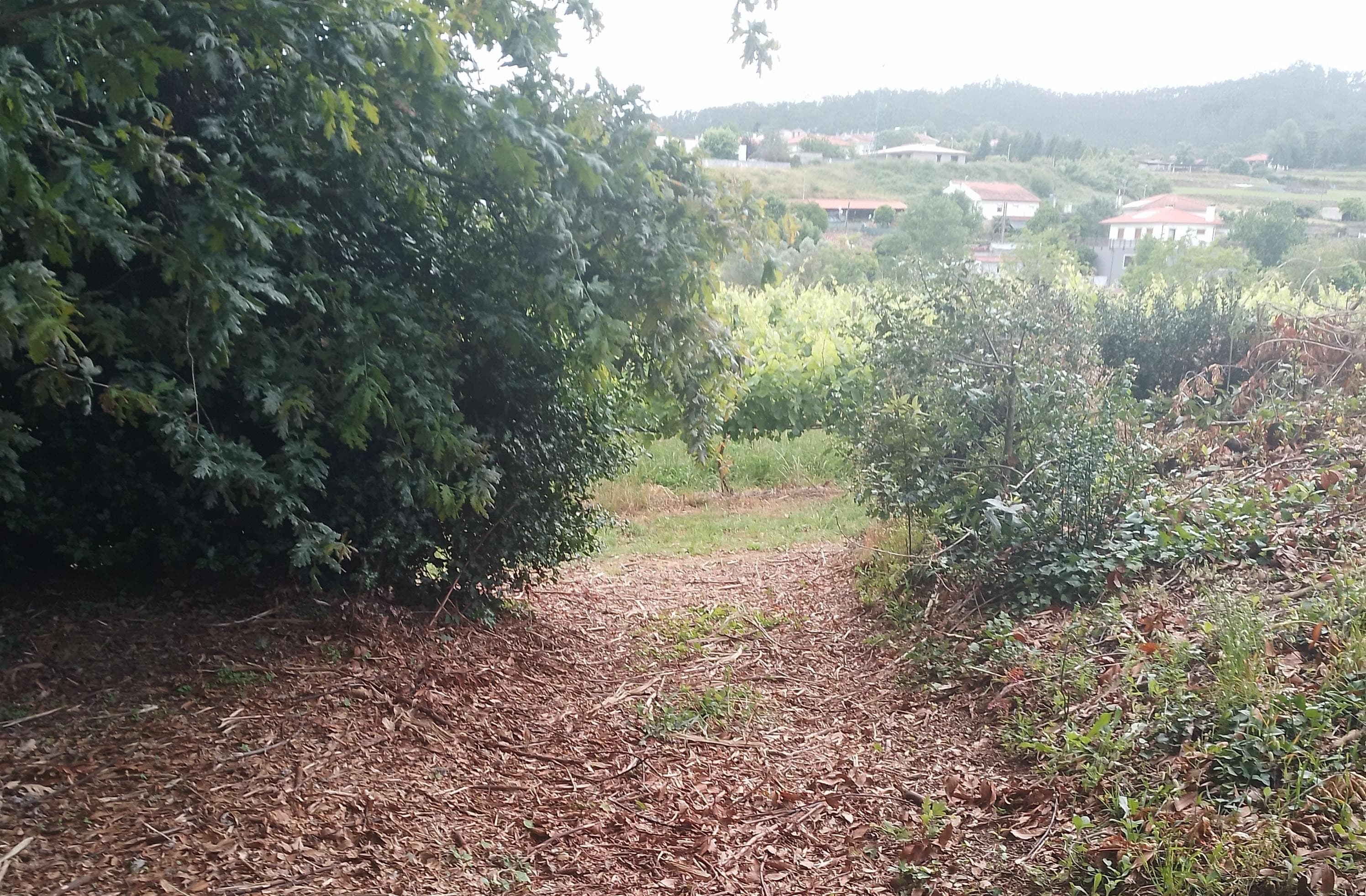 Proporção de 3/5 de Terreno com +2 hectares · Barcelos — image 8