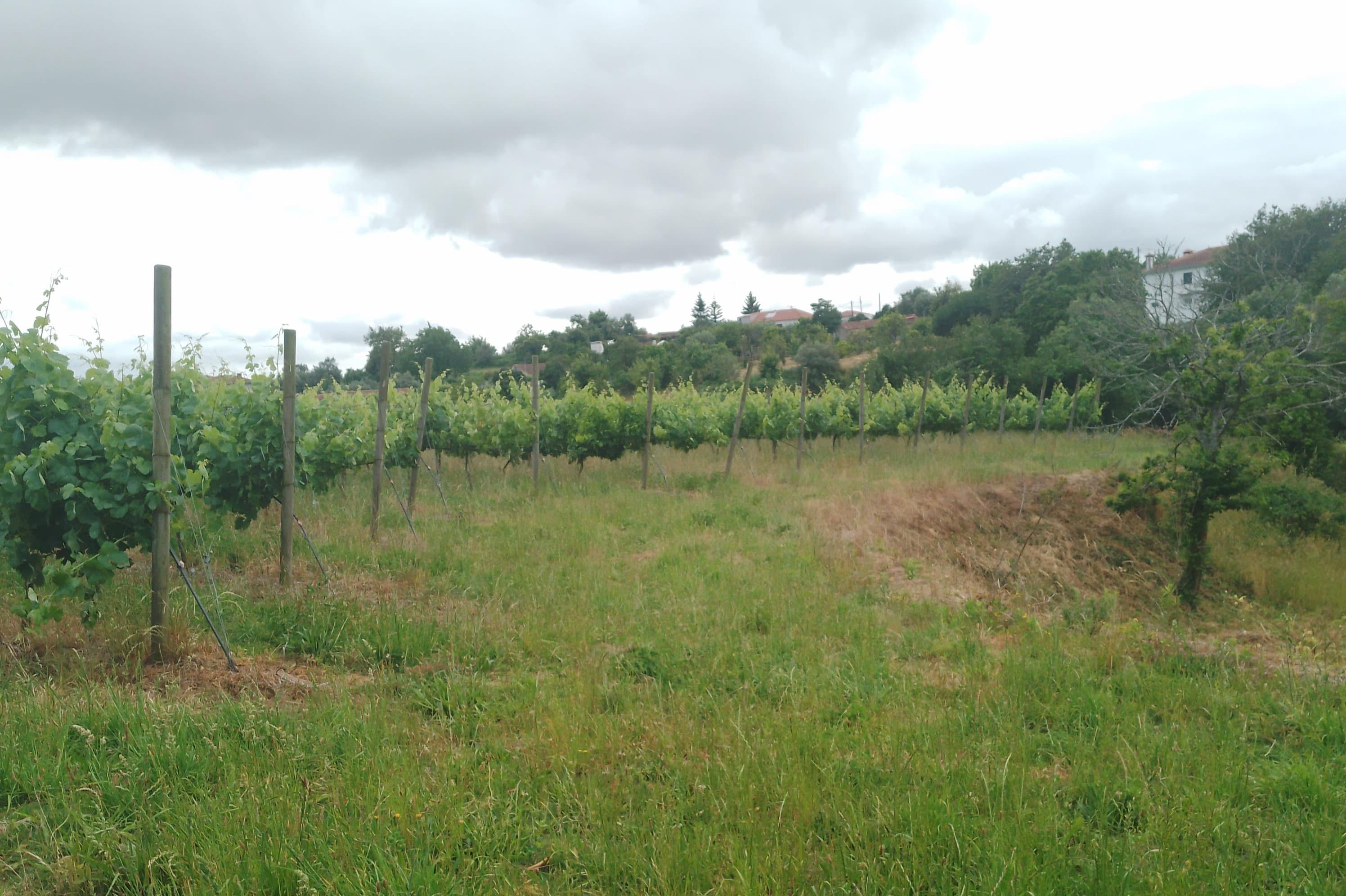 Proporção de 3/5 de Terreno com +2 hectares · Barcelos — image 1