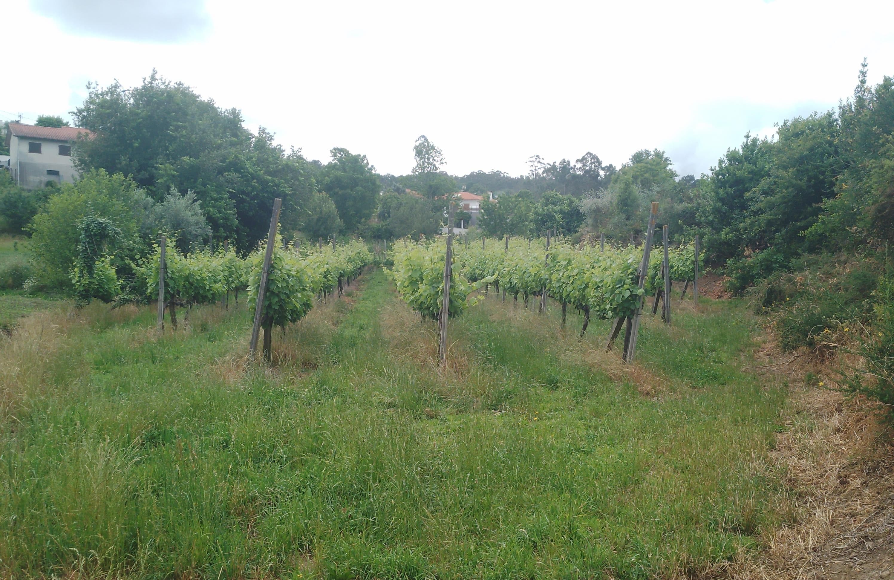 Proporção de 3/5 de Terreno com +2 hectares · Barcelos — image 4