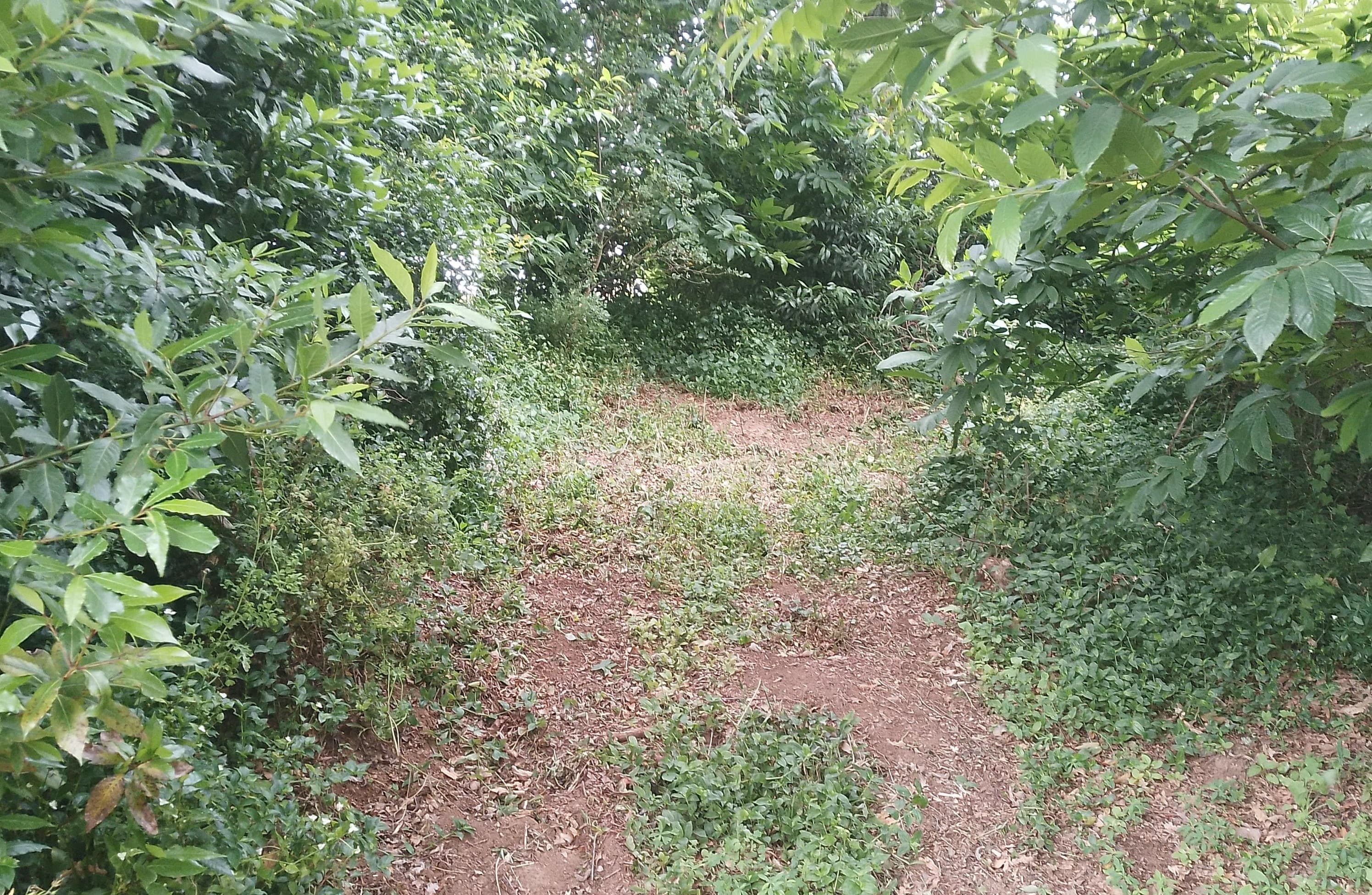 Proporção de 3/5 de Terreno com +2 hectares · Barcelos — image 7