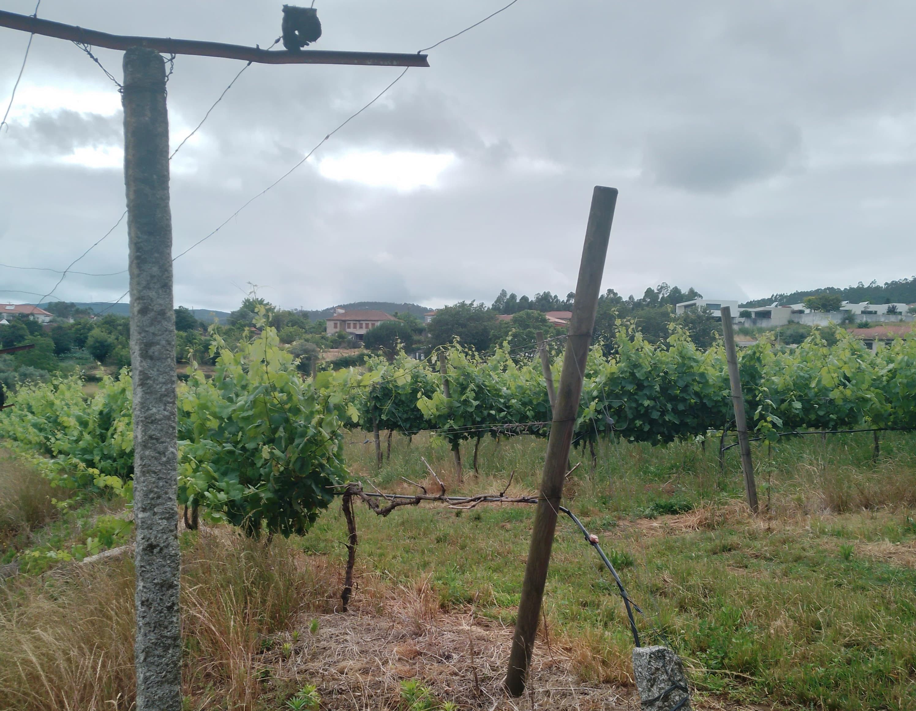 Proporção de 3/5 de Terreno com +2 hectares · Barcelos — image 6