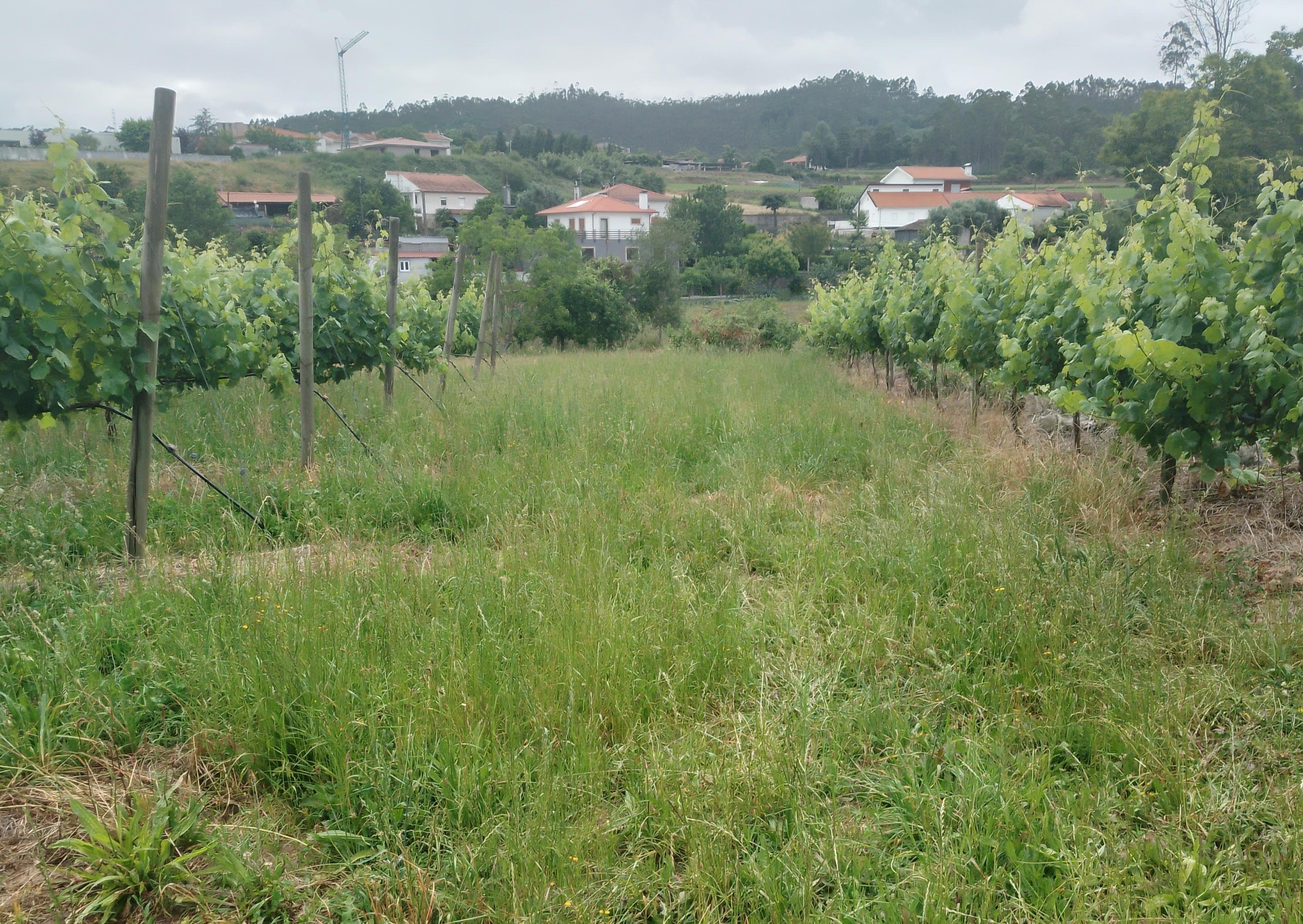 Proporção de 3/5 de Terreno com +2 hectares · Barcelos — image 2