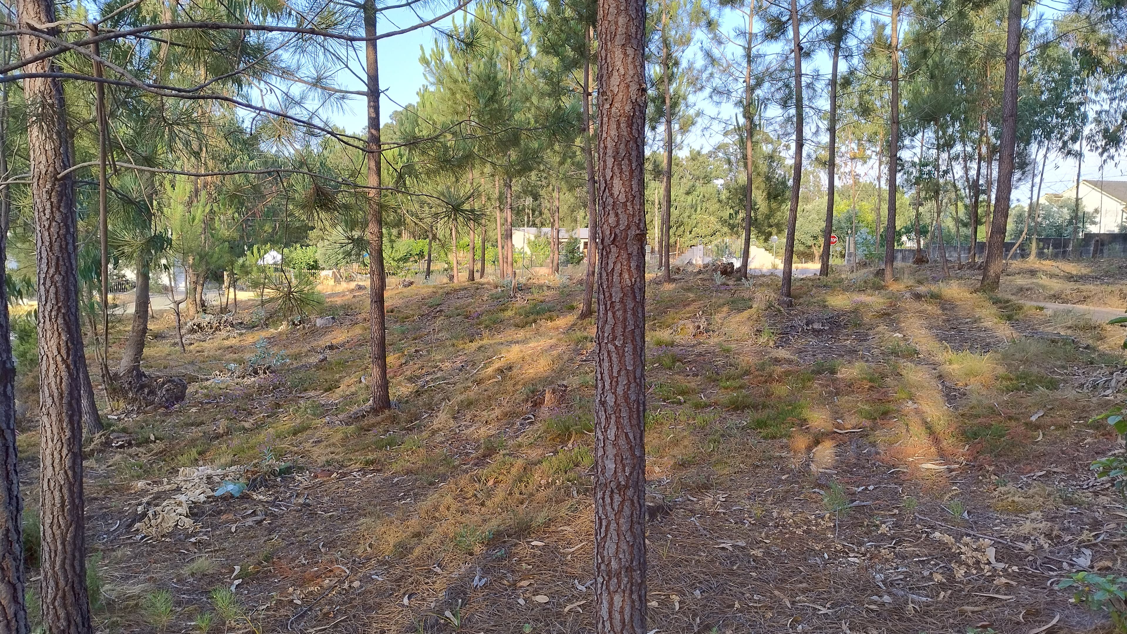 Terreno com Projeto Aprovado · Nossa Senhora da Piedade, Ourém — imagen 10