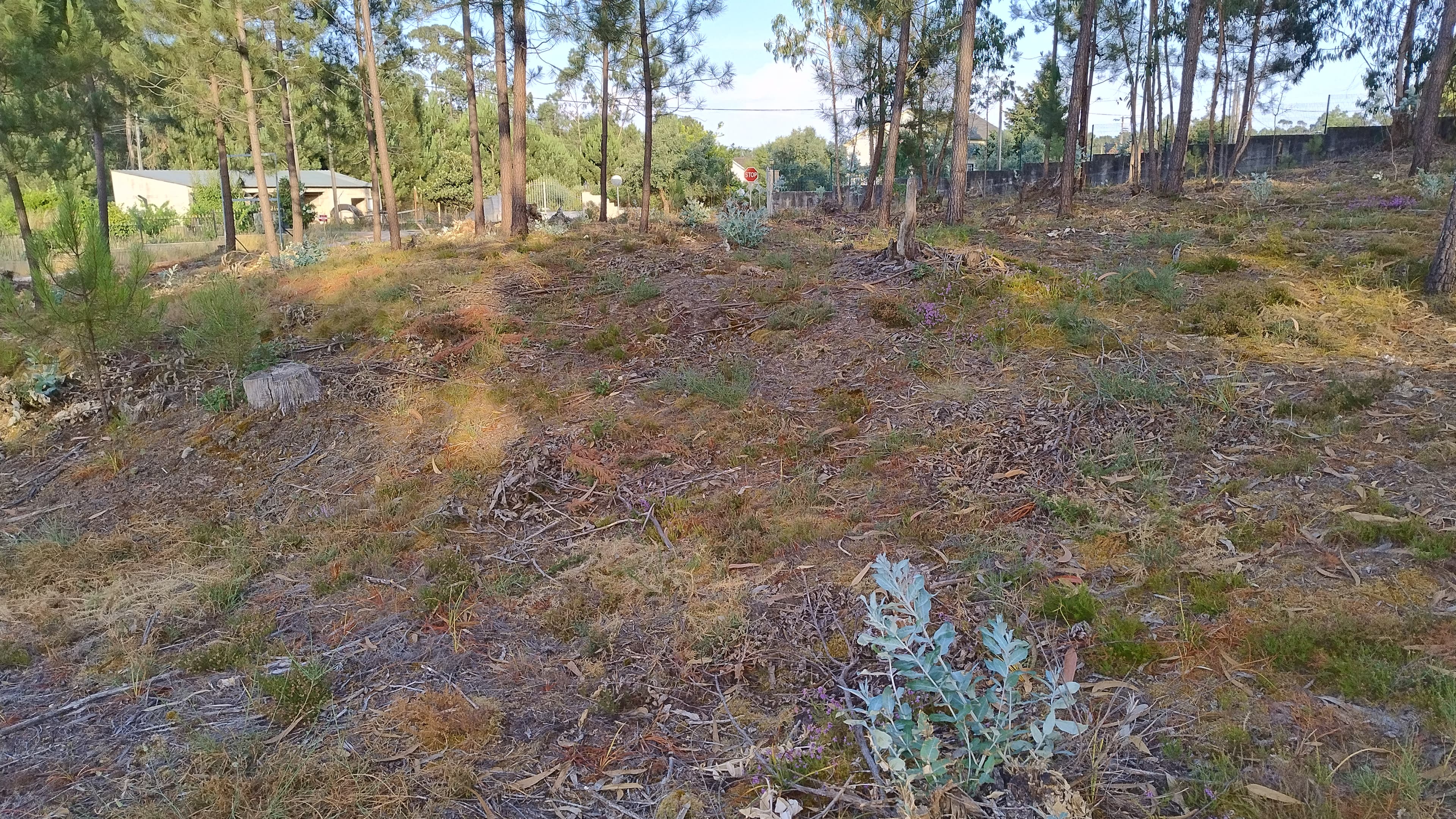 Terreno com Projeto Aprovado · Nossa Senhora da Piedade, Ourém — imagen 7