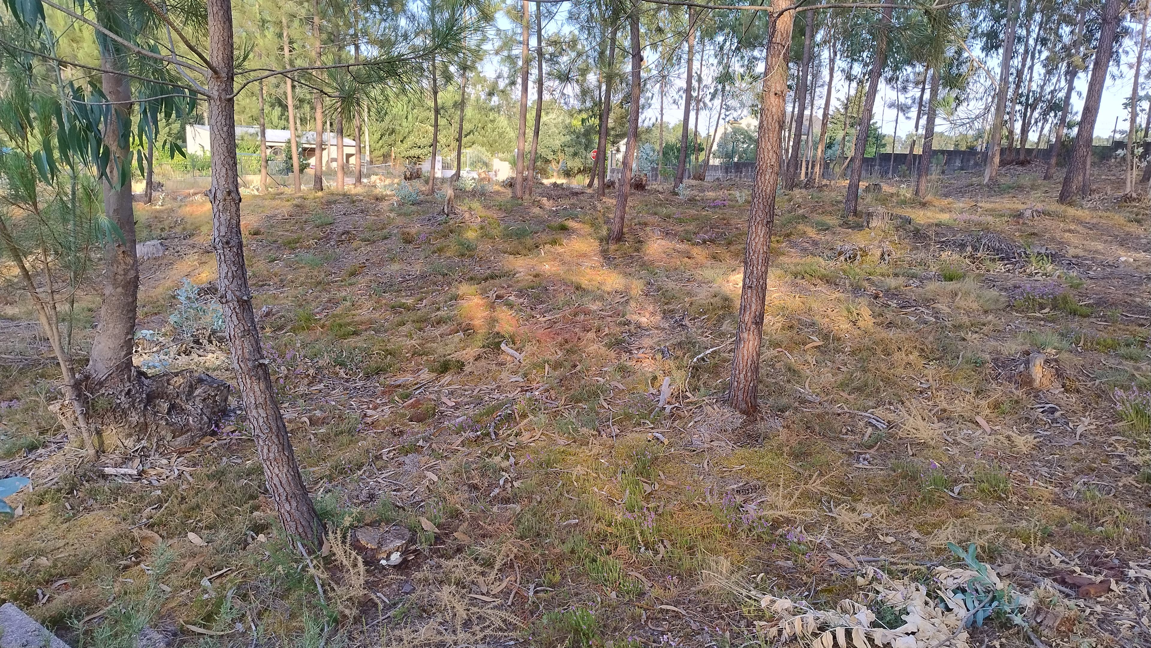 Terreno com Projeto Aprovado · Nossa Senhora da Piedade, Ourém — imagen 11