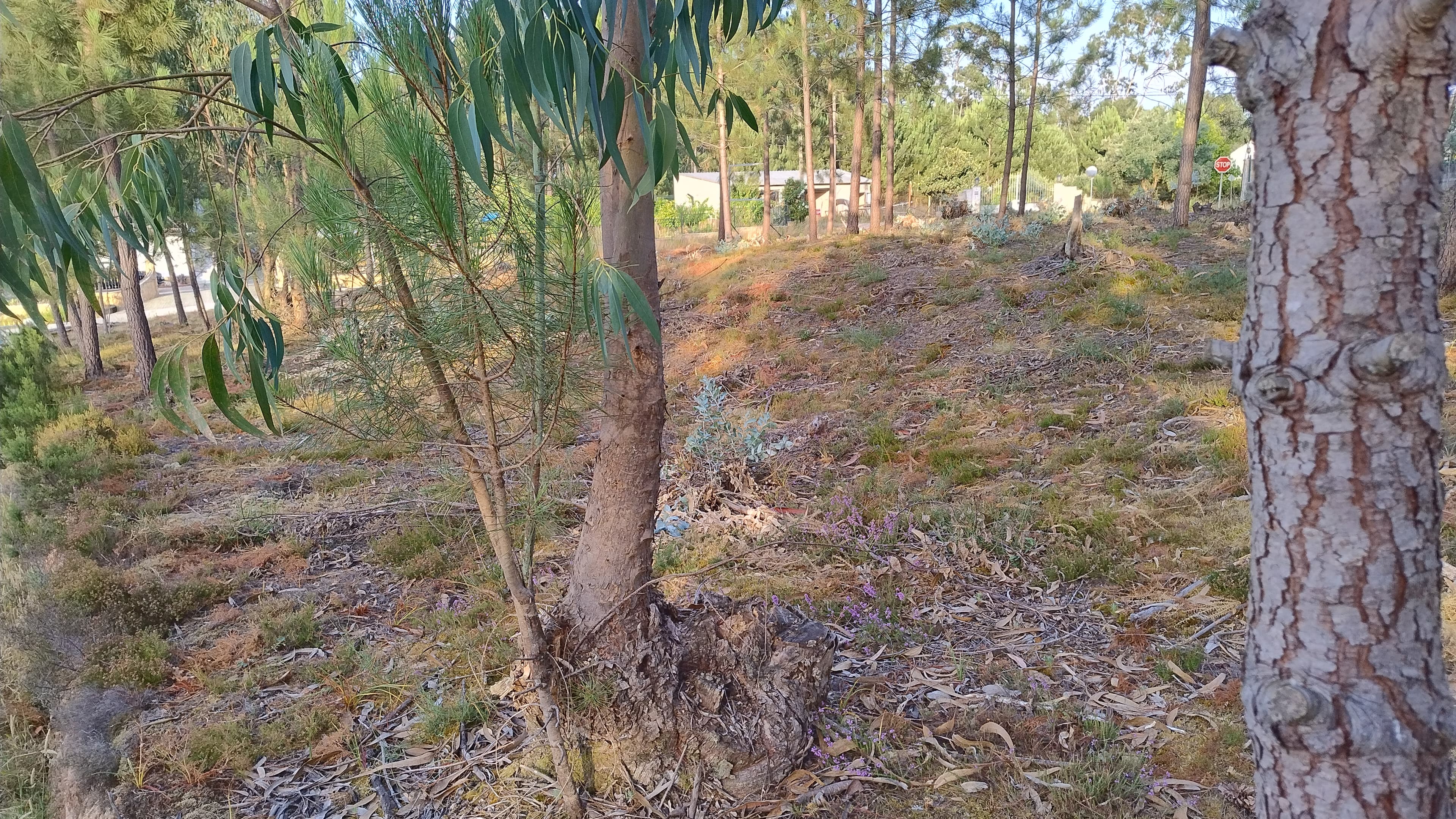 Terreno com Projeto Aprovado · Nossa Senhora da Piedade, Ourém — imagen 8