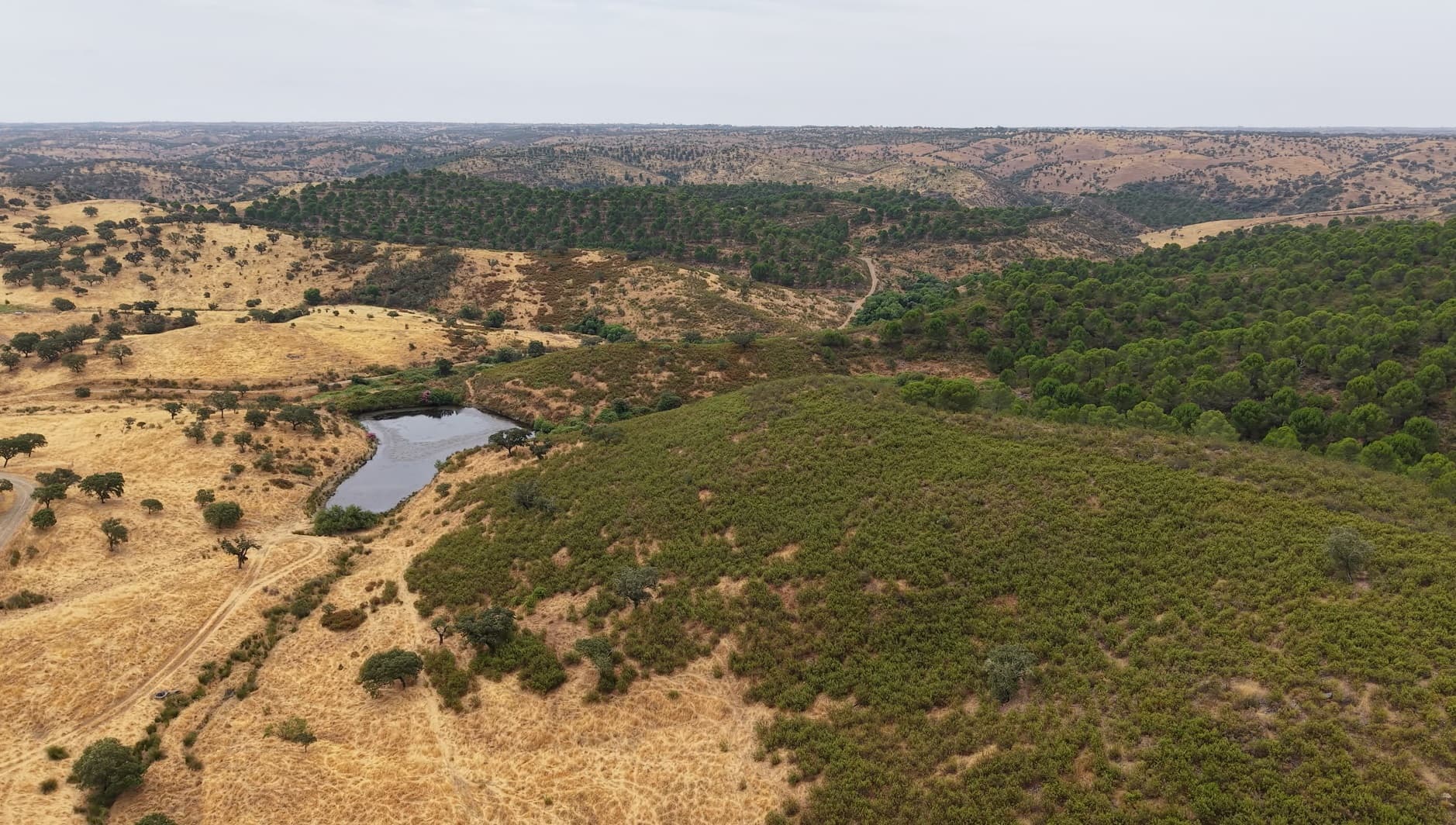 Herdade do Topo · "Monte da Janeila" · 210 hectares · Serpa — imagem 18