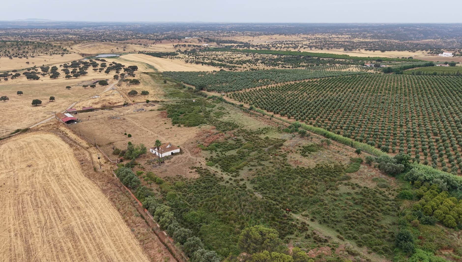 Herdade do Topo · "Monte Junqueira" · 7,4 hectares · Serpa — imagem 6