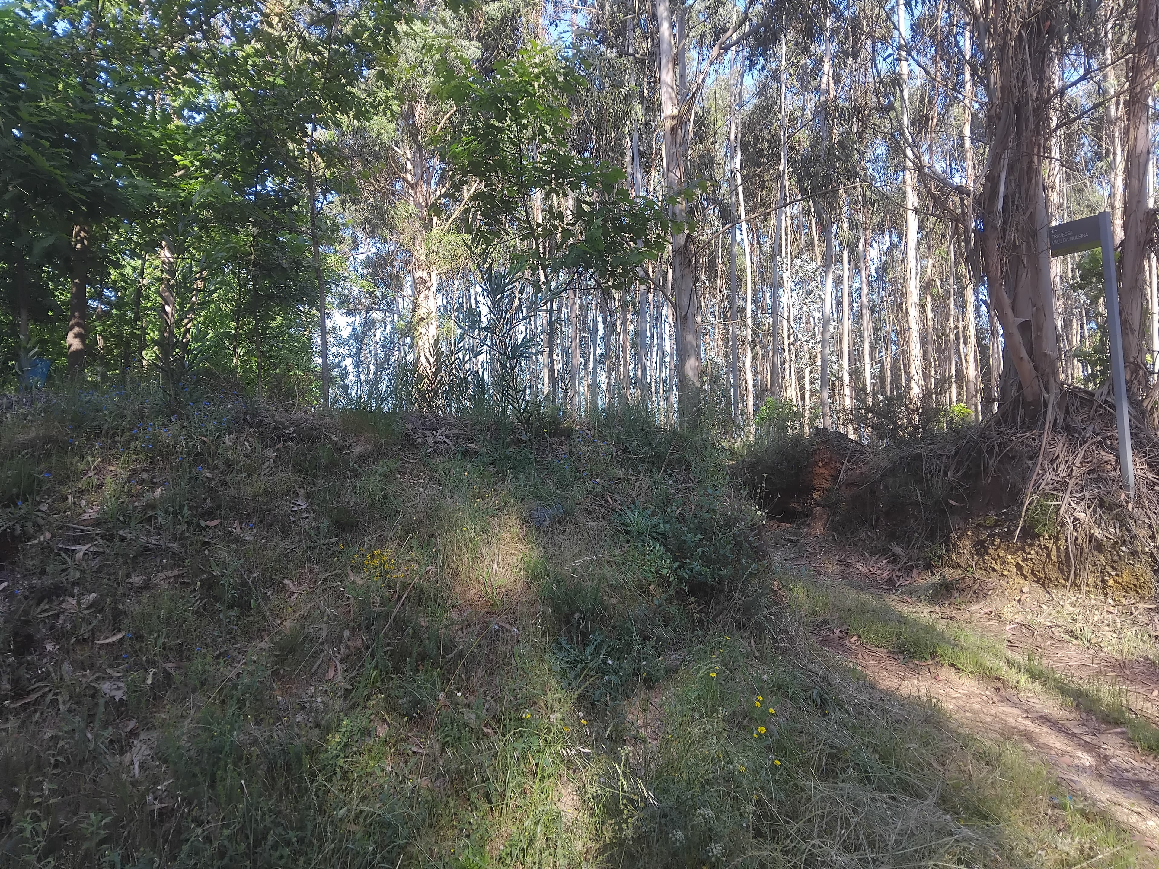 Terreno com 750 m² · Águeda — image 4