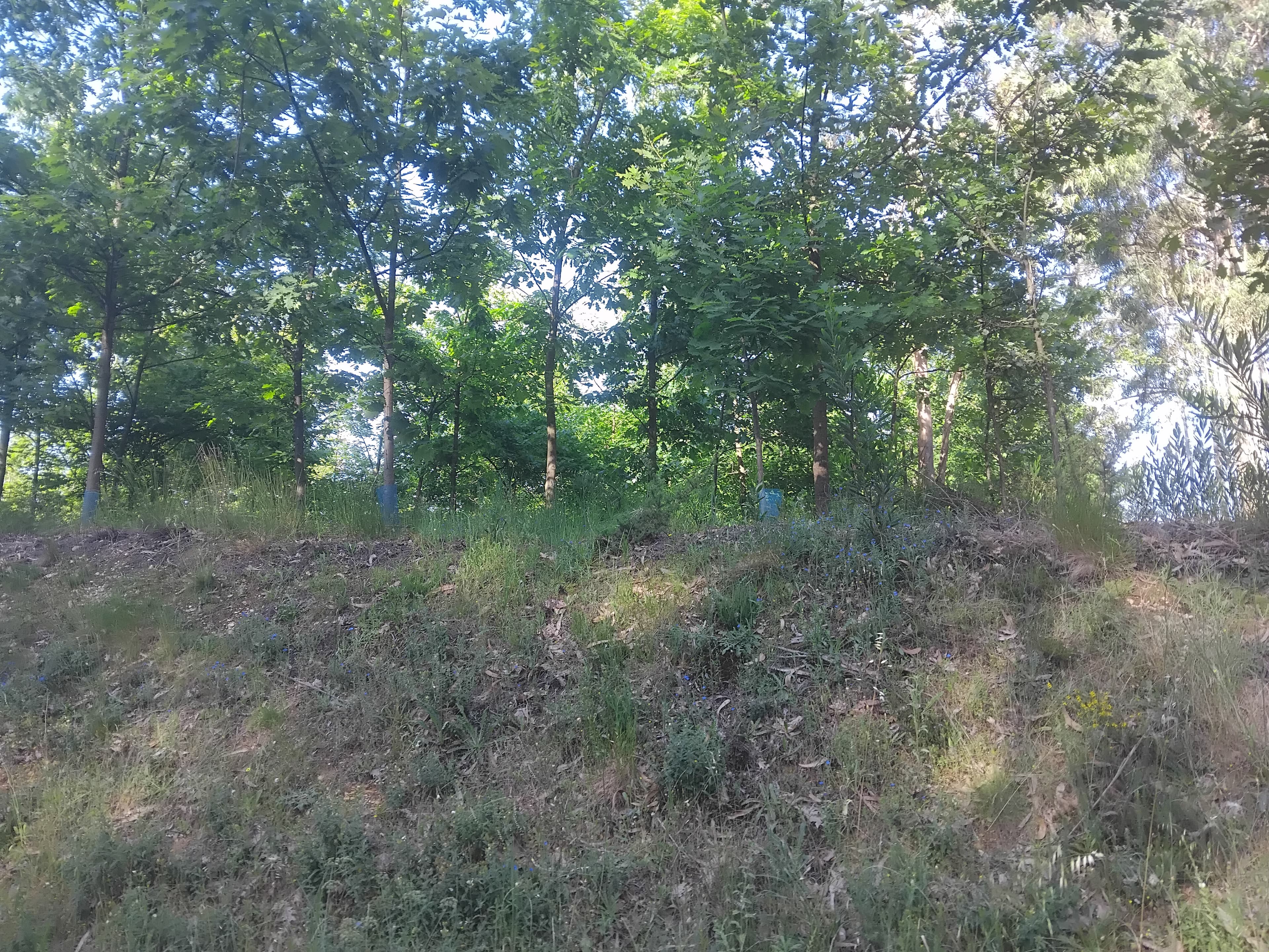 Terreno com 750 m² · Águeda — image 2