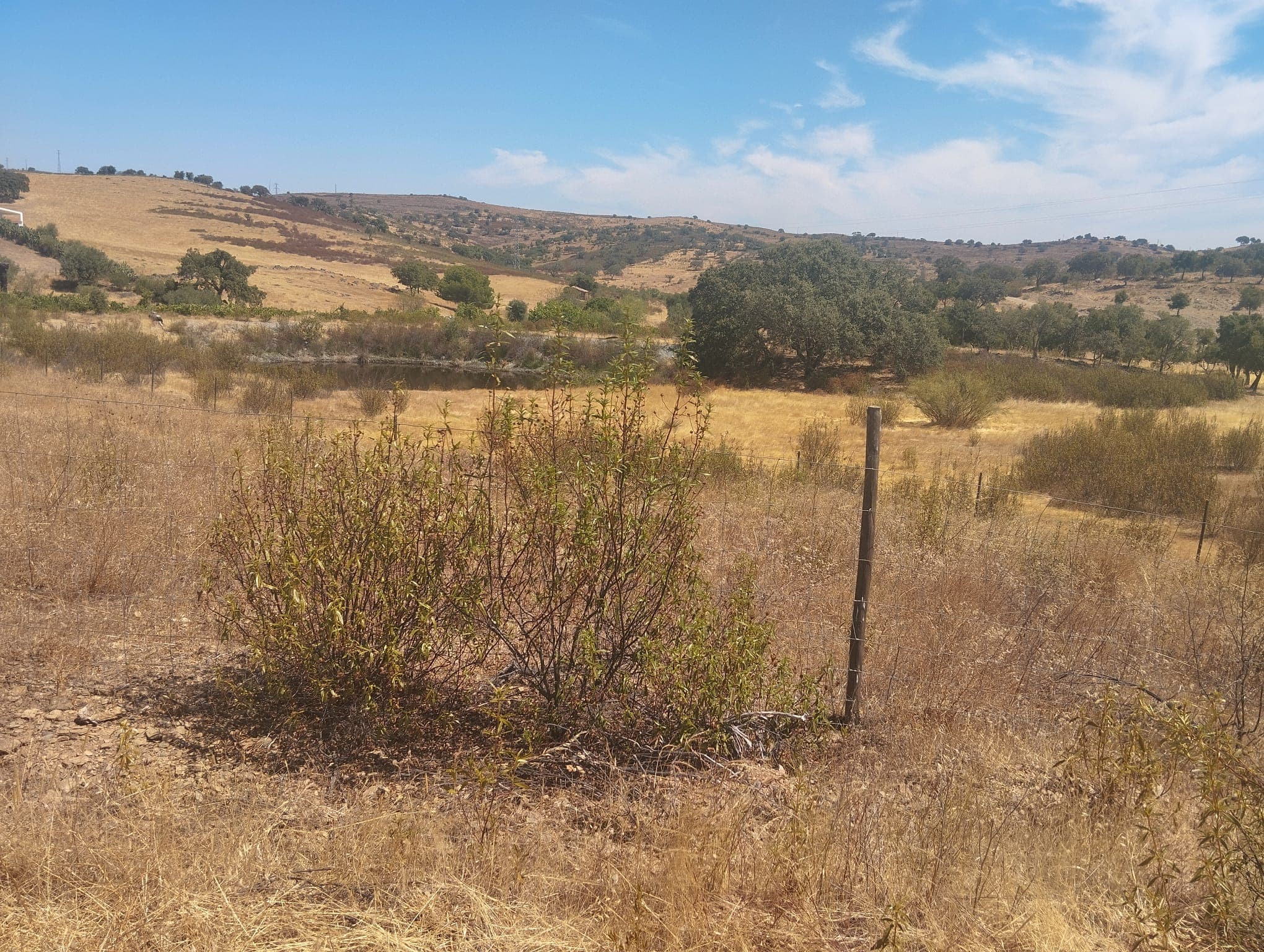 Proporção de 1/12 de Terreno com 13,96 hectares · Mértola — image 5