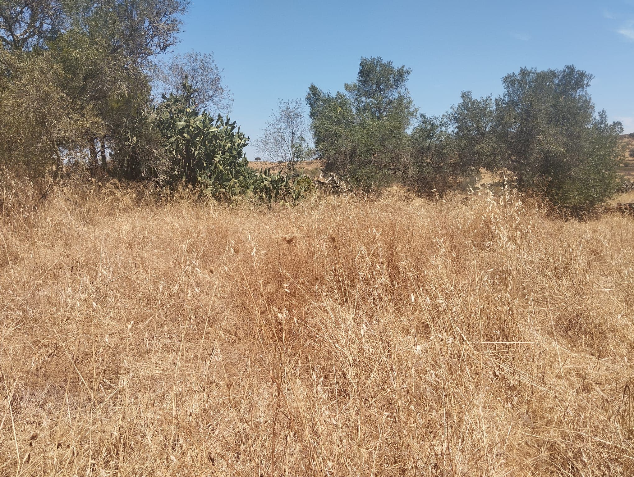 Proporção de 1/6 de Terreno com 750 m² · Mértola — imagem 5