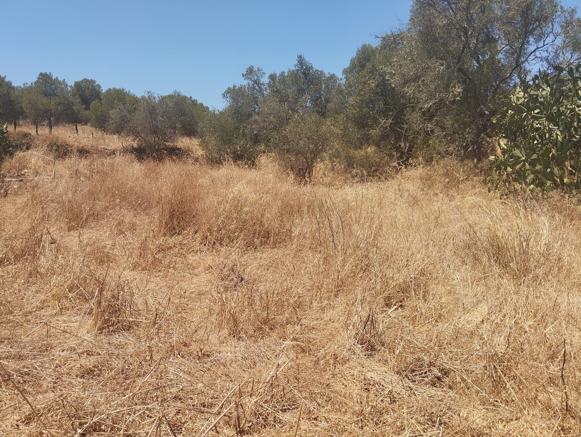Proporção de 1/6 de Terreno com 750 m² · Mértola — imagem 2