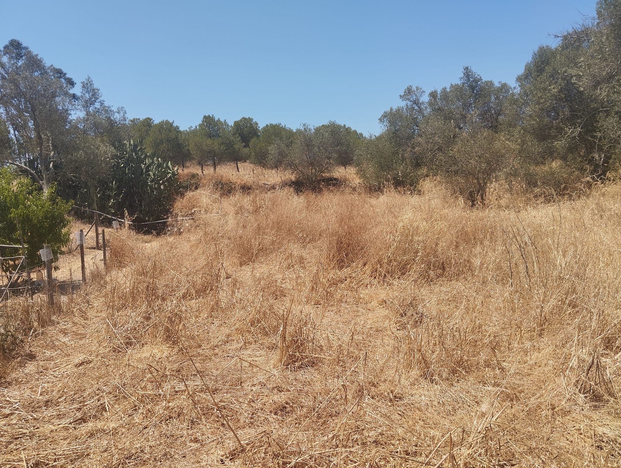 Proporção de 1/6 de Terreno com 750 m² · Mértola — imagem 4
