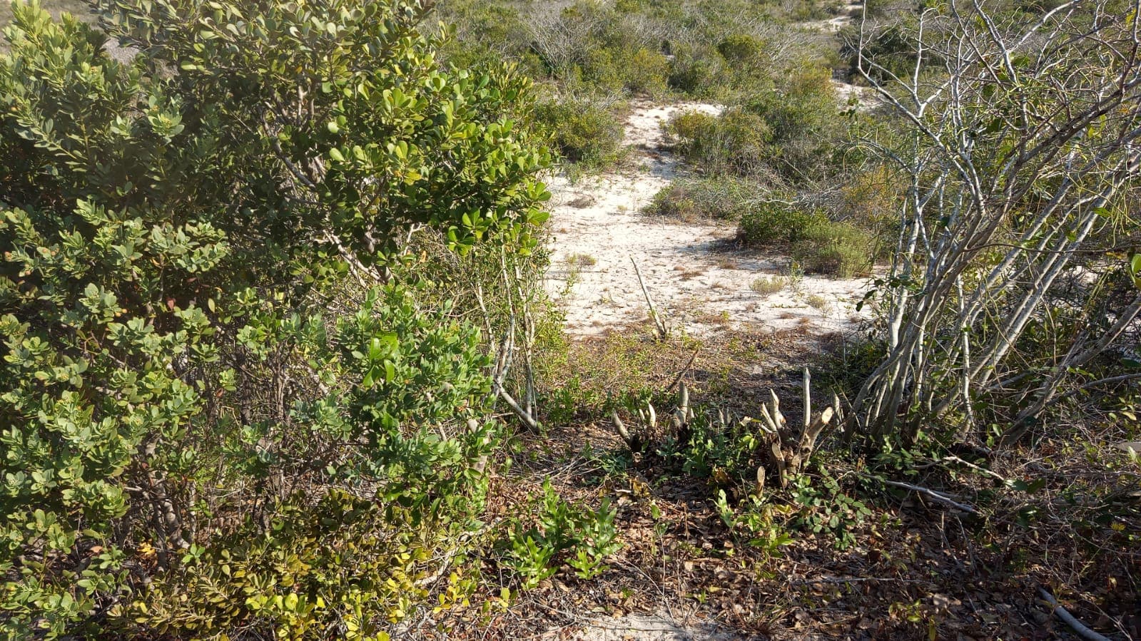 Infraestruturas em terreno com 5 hectares — imagem 5