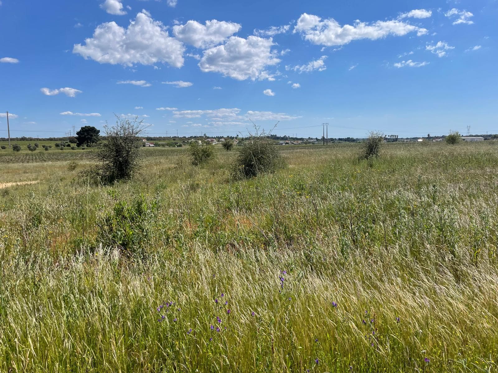 Quinta com 5,9 hectares · Palmela — imagem 2