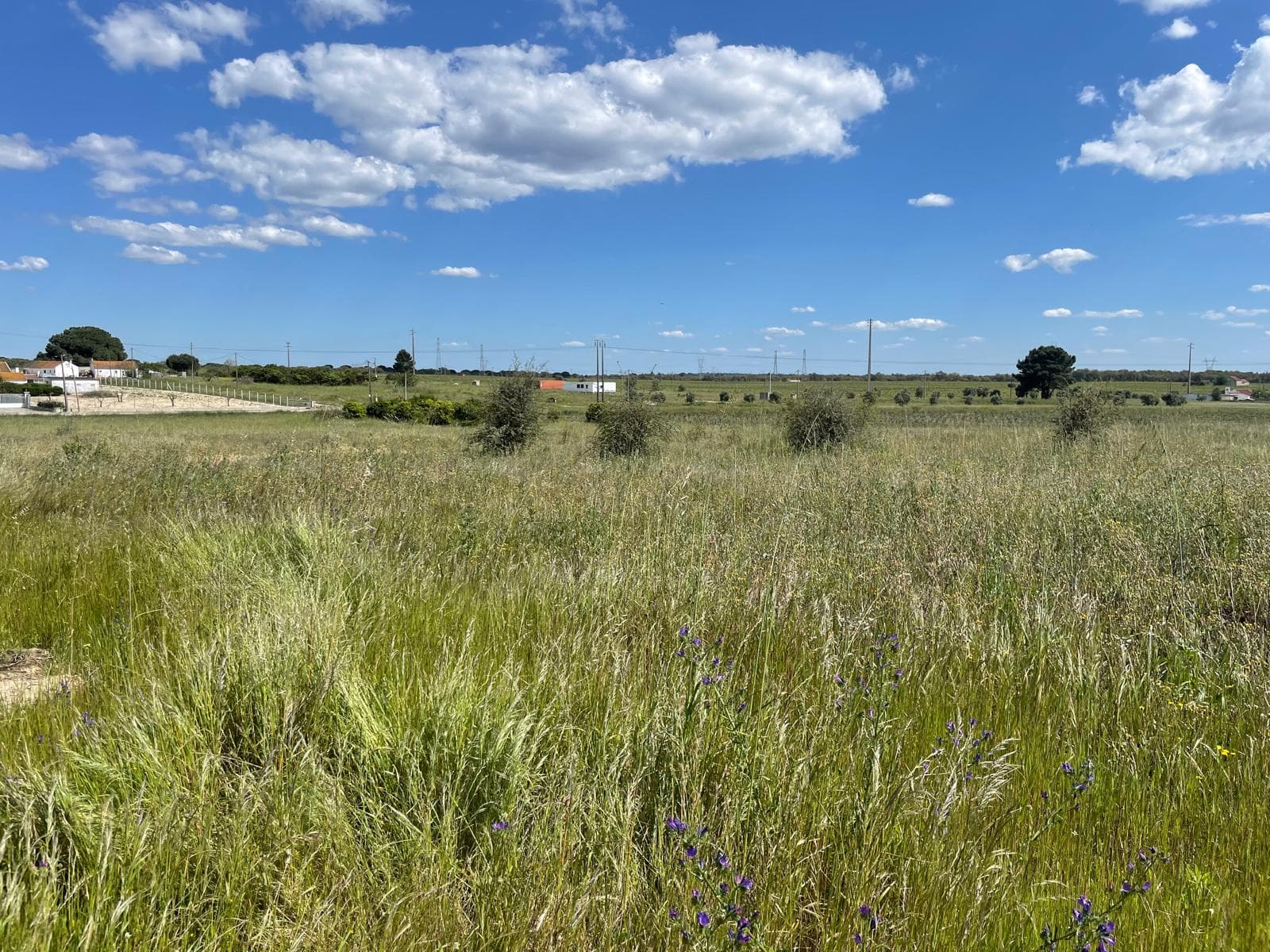 Quinta com 5,9 hectares · Palmela — imagem 12