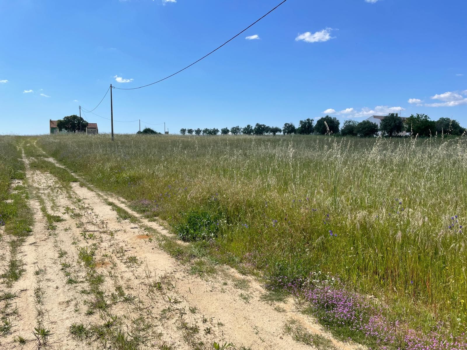 Quinta com 5,9 hectares · Palmela — imagem 8