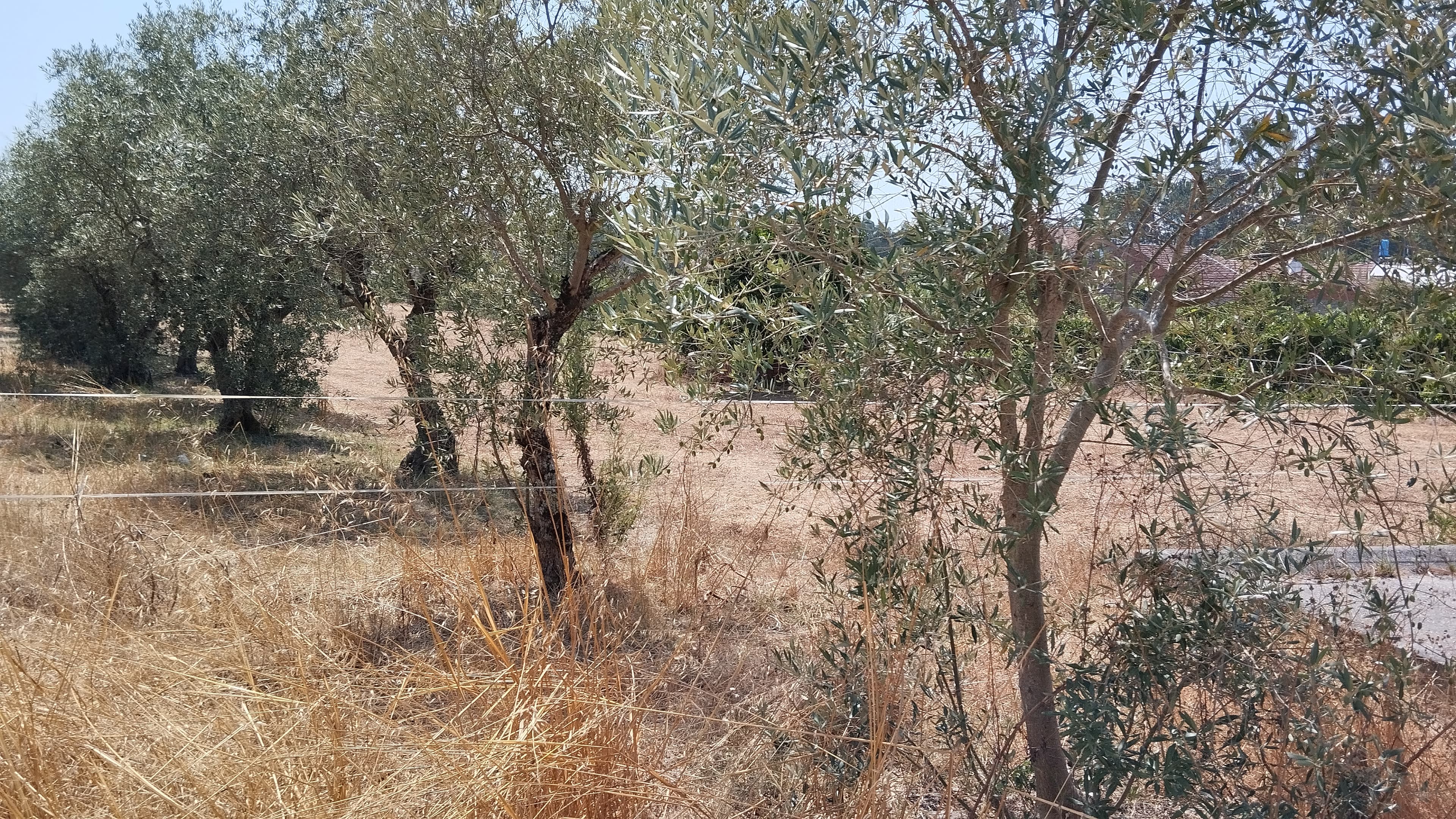 Terreno · Leiria — image 3