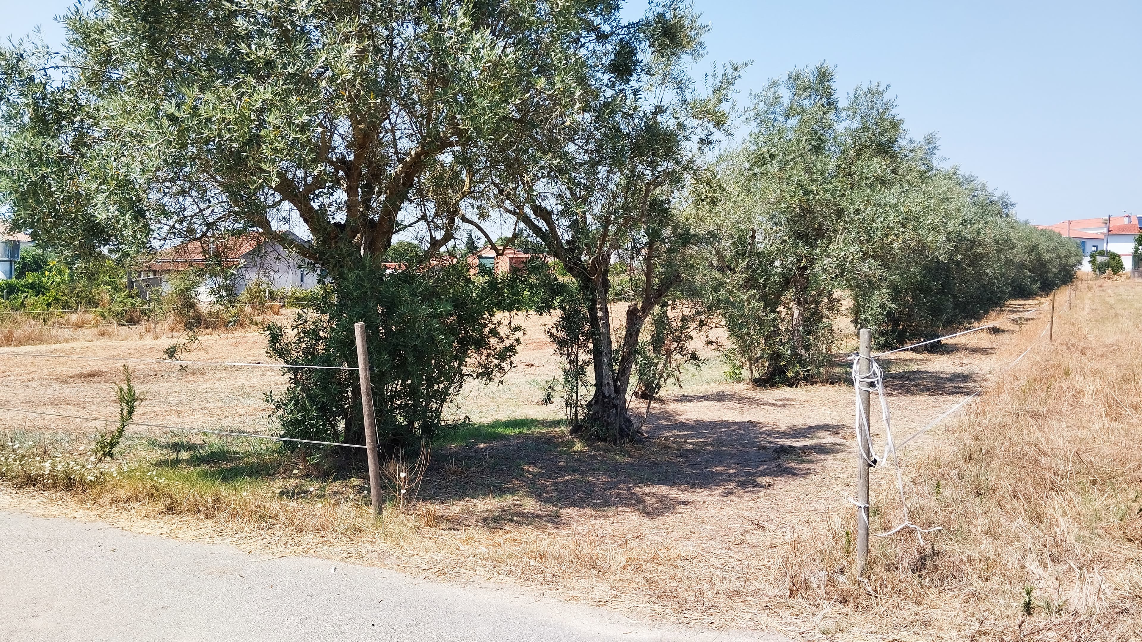Terreno · Leiria — image 2