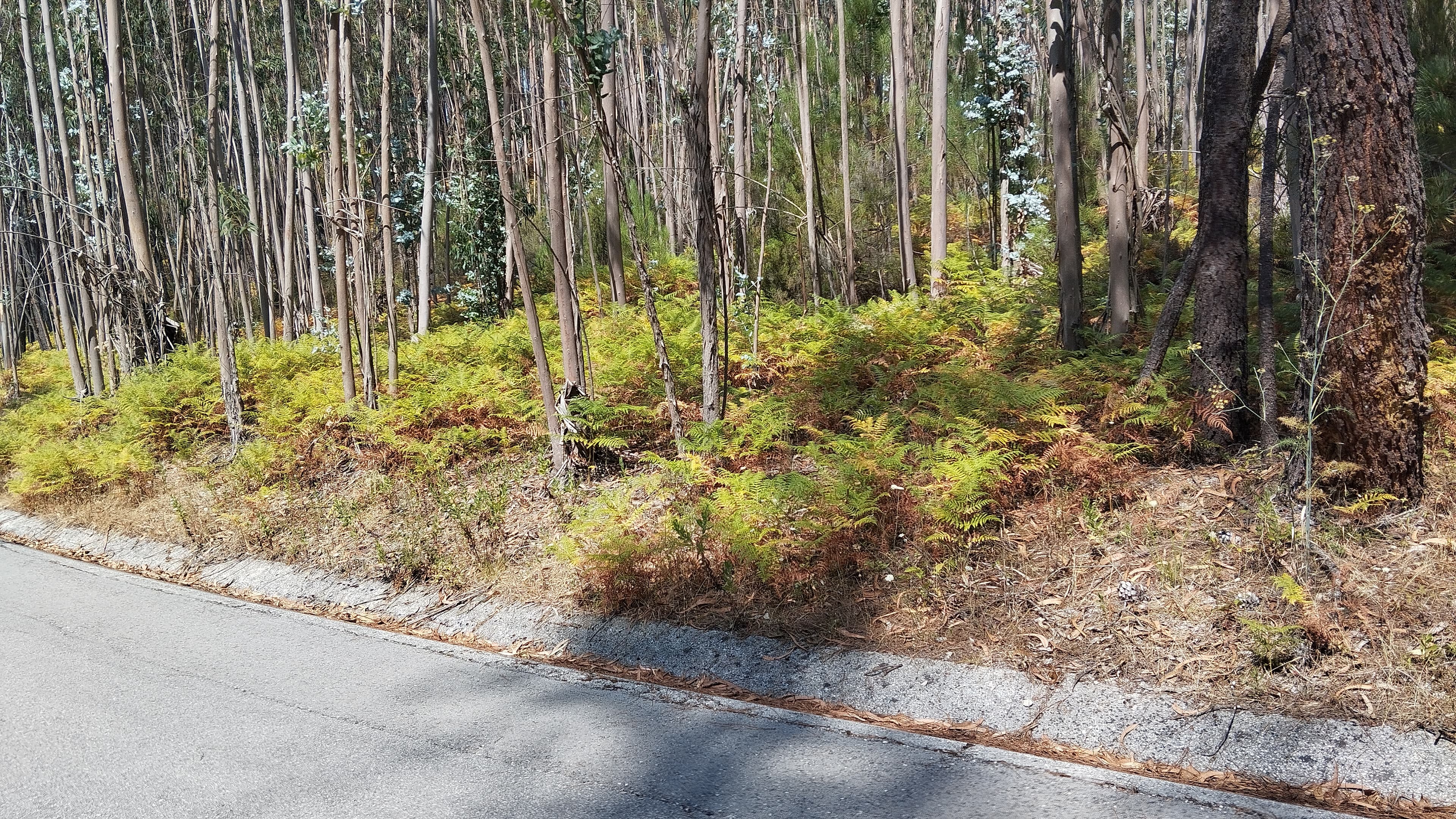 Terreno · Leiria — imagem 3