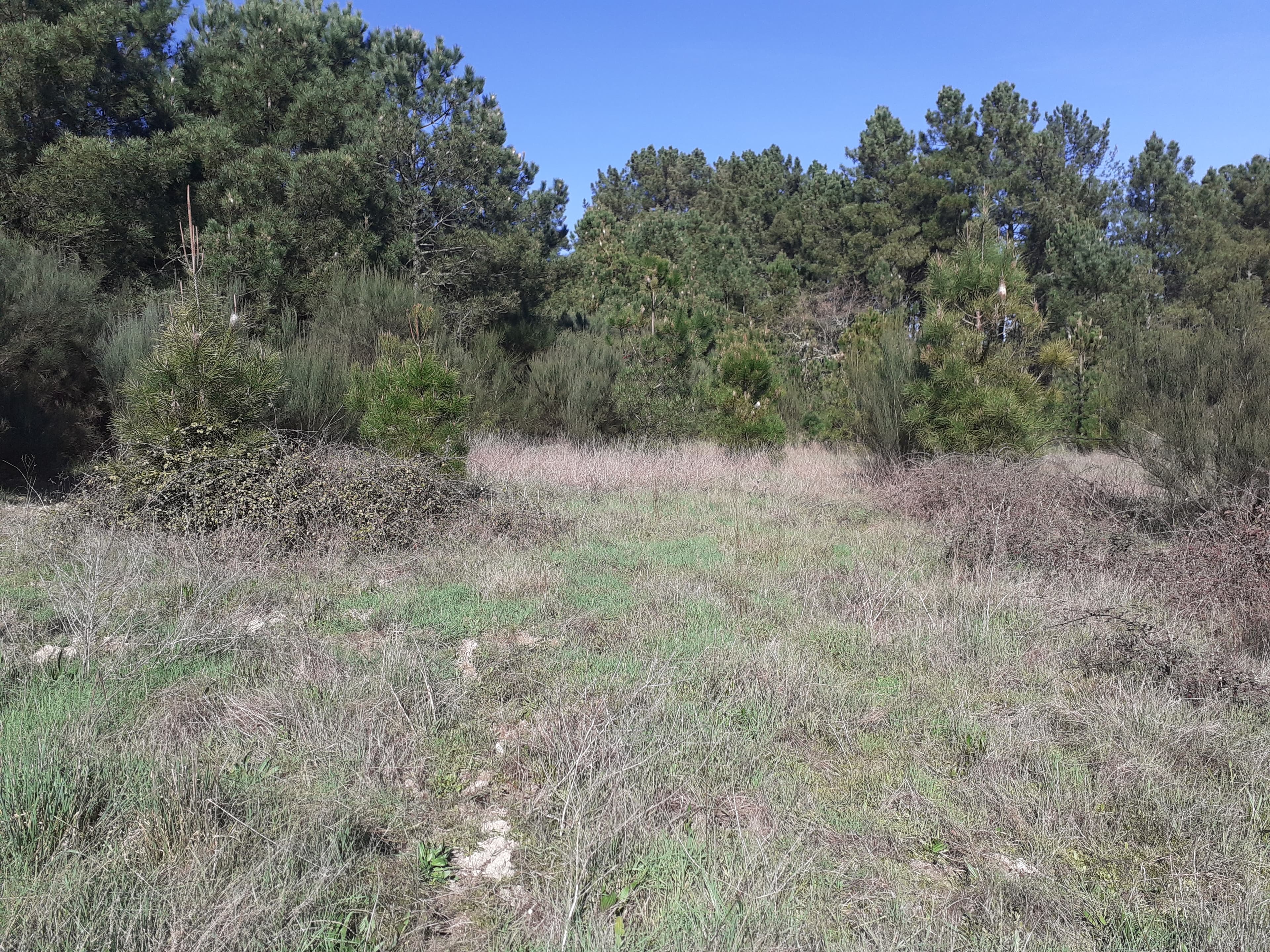 Quinhão Hereditário · Pena Verde, Aguiar da Beira — imagem 15