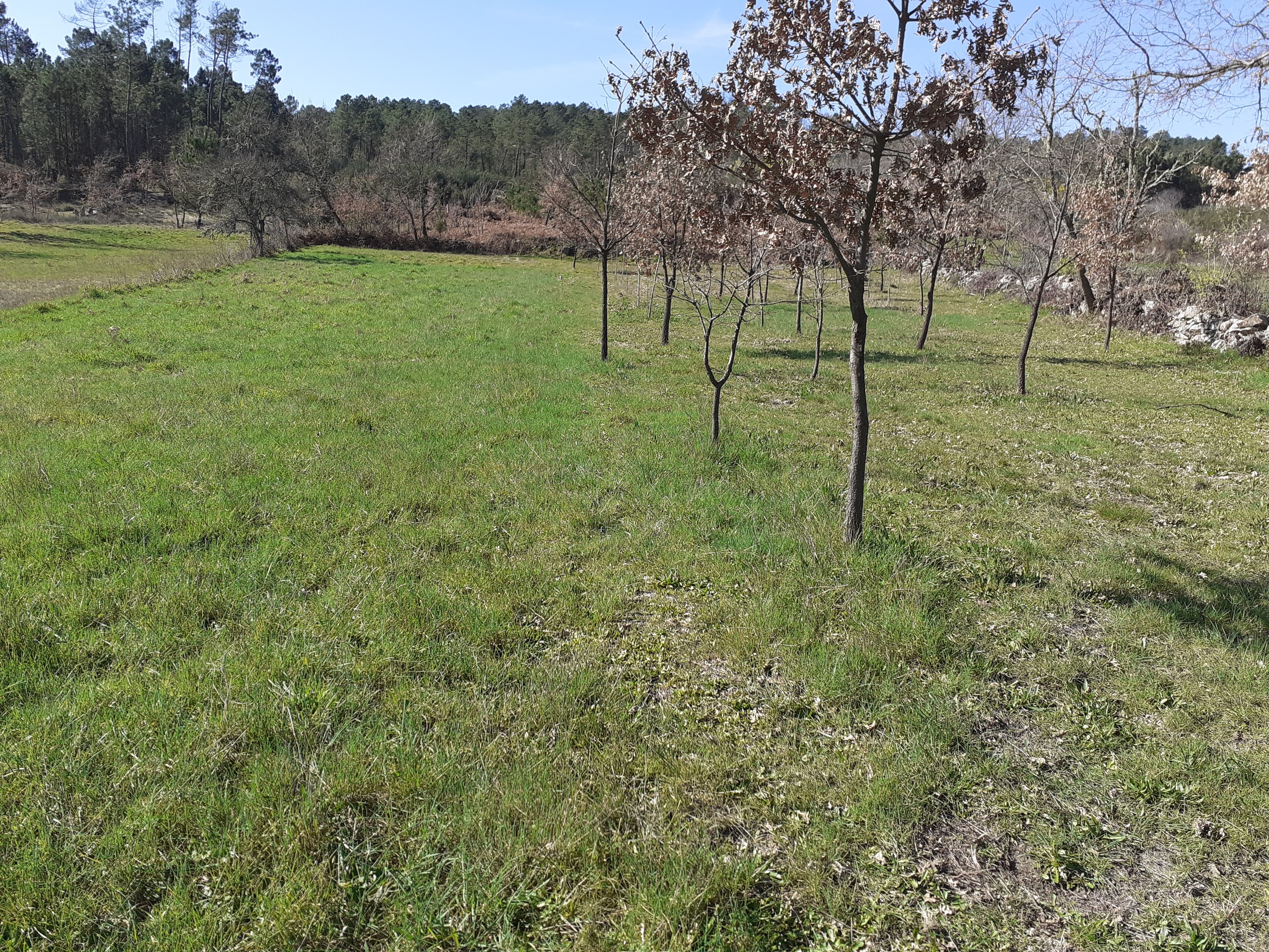 Quinhão Hereditário · Pena Verde, Aguiar da Beira — imagem 9